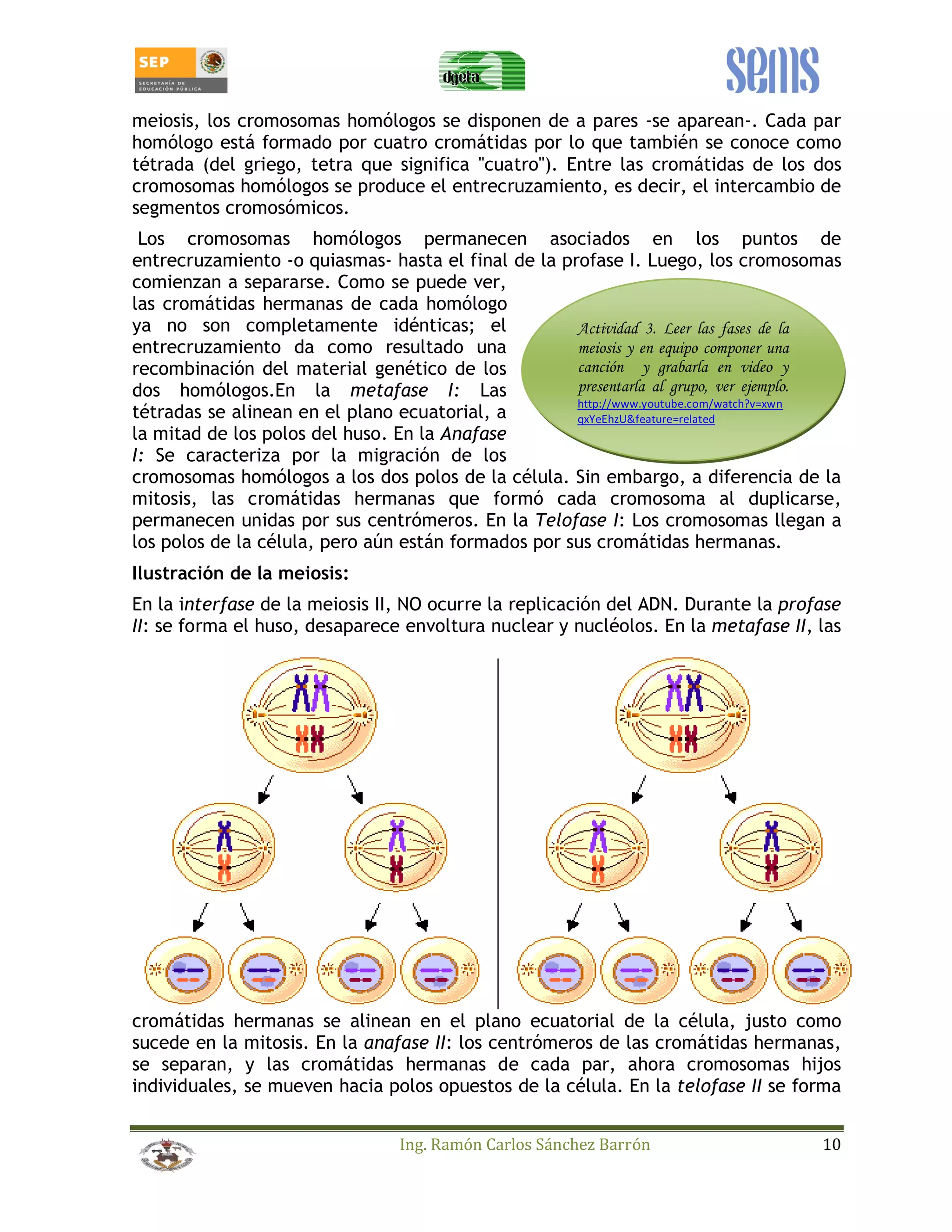 meiosis, los cromosomas homólogos se disponen de a pares -se aparean-. Cada par 
homólogo está formado por cuatro cromátidas por lo que también se conoce como 
tétrada (del griego, tetra que significa "cuatro"). Entre las cromátidas de los dos 
cromosomas homólogos se produce el entrecruzamiento, es decir, el intercambio de 
segmentos cromosómicos. 
Los cromosomas homólogos permanecen asociados en los puntos de 
entrecruzamiento -o quiasmas- hasta el final de la profase I. Luego, los cromosomas 
comienzan a separarse. Como se puede ver, 
las cromátidas hermanas de cada homólogo 
ya no son completamente idénticas; el 
Actividad 3. Leer las fases de la 
entrecruzamiento da como resultado una 
meiosis y en equipo componer una 
recombinación del material genético de los 
canción y grabarla en video y 
dos homólogos.En la metafase I: Las 
presentarla al grupo, ver ejemplo. 
tétradas se alinean en el plano ecuatorial, a 
http://www.youtube.com/watch?v=xwn 
qxYeEhzU&feature=related 
la mitad de los polos del huso. En la Anafase 
I: Se caracteriza por la migración de los 
cromosomas homólogos a los dos polos de la célula. Sin embargo, a diferencia de la 
mitosis, las cromátidas hermanas que formó cada cromosoma al duplicarse, 
permanecen unidas por sus centrómeros. En la Telofase I: Los cromosomas llegan a 
los polos de la célula, pero aún están formados por sus cromátidas hermanas. 
Ilustración de la meiosis: 
En la interfase de la meiosis II, NO ocurre la replicación del ADN. Durante la profase 
II: se forma el huso, desaparece envoltura nuclear y nucléolos. En la metafase II, las 
cromátidas hermanas se alinean en el plano ecuatorial de la célula, justo como 
sucede en la mitosis. En la anafase II: los centrómeros de las cromátidas hermanas, 
se separan, y las cromátidas hermanas de cada par, ahora cromosomas hijos 
individuales, se mueven hacia polos opuestos de la célula. En la telofase II se forma 
Ing. Ramón Carlos Sánchez Barrón 10 
 
