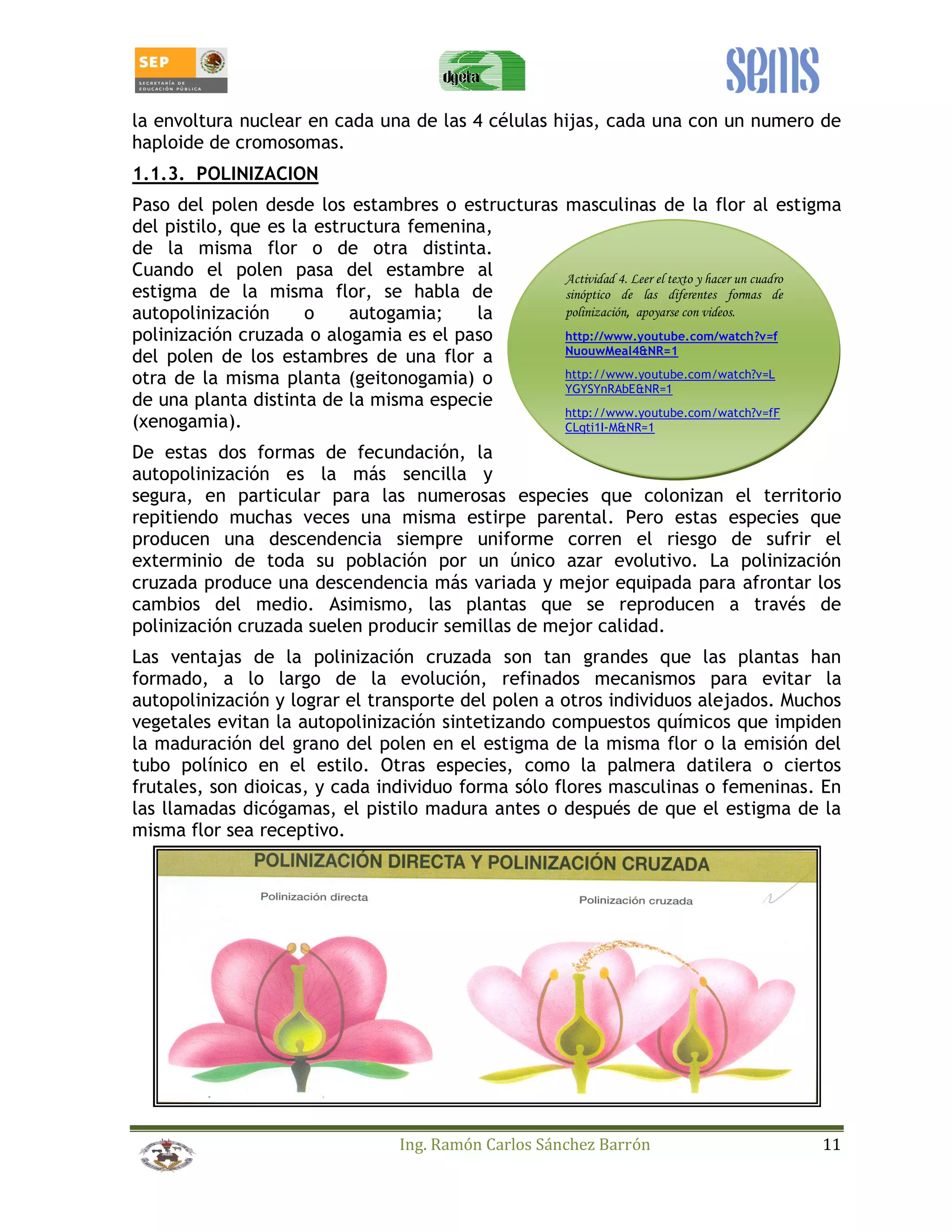 la envoltura nuclear en cada una de las 4 células hijas, cada una con un numero de 
haploide de cromosomas. 
1.1.3. POLINIZACION 
Paso del polen desde los estambres o estructuras masculinas de la flor al estigma 
del pistilo, que es la estructura femenina, 
de la misma flor o de otra distinta. 
Cuando el polen pasa del estambre al 
Actividad 4. Leer el texto y hacer un cuadro 
estigma de la misma flor, se habla de 
sinóptico de las diferentes formas de 
autopolinización o autogamia; la 
polinización, apoyarse con videos. 
polinización cruzada o alogamia es el paso 
http://www.youtube.com/watch?v=f 
del polen de los estambres de una flor a 
NuouwMeal4&NR=1 
otra de la misma planta (geitonogamia) o 
http://www.youtube.com/watch?v=L 
de una planta distinta de la misma especie 
YGYSYnRAbE&NR=1 
(xenogamia). 
http://www.youtube.com/watch?v=fF 
CLqti1I-M&NR=1 
De estas dos formas de fecundación, la 
autopolinización es la más sencilla y 
segura, en particular para las numerosas especies que colonizan el territorio 
repitiendo muchas veces una misma estirpe parental. Pero estas especies que 
producen una descendencia siempre uniforme corren el riesgo de sufrir el 
exterminio de toda su población por un único azar evolutivo. La polinización 
cruzada produce una descendencia más variada y mejor equipada para afrontar los 
cambios del medio. Asimismo, las plantas que se reproducen a través de 
polinización cruzada suelen producir semillas de mejor calidad. 
Las ventajas de la polinización cruzada son tan grandes que las plantas han 
formado, a lo largo de la evolución, refinados mecanismos para evitar la 
autopolinización y lograr el transporte del polen a otros individuos alejados. Muchos 
vegetales evitan la autopolinización sintetizando compuestos químicos que impiden 
la maduración del grano del polen en el estigma de la misma flor o la emisión del 
tubo polínico en el estilo. Otras especies, como la palmera datilera o ciertos 
frutales, son dioicas, y cada individuo forma sólo flores masculinas o femeninas. En 
las llamadas dicógamas, el pistilo madura antes o después de que el estigma de la 
misma flor sea receptivo. 
Ing. Ramón Carlos Sánchez Barrón 11 
 