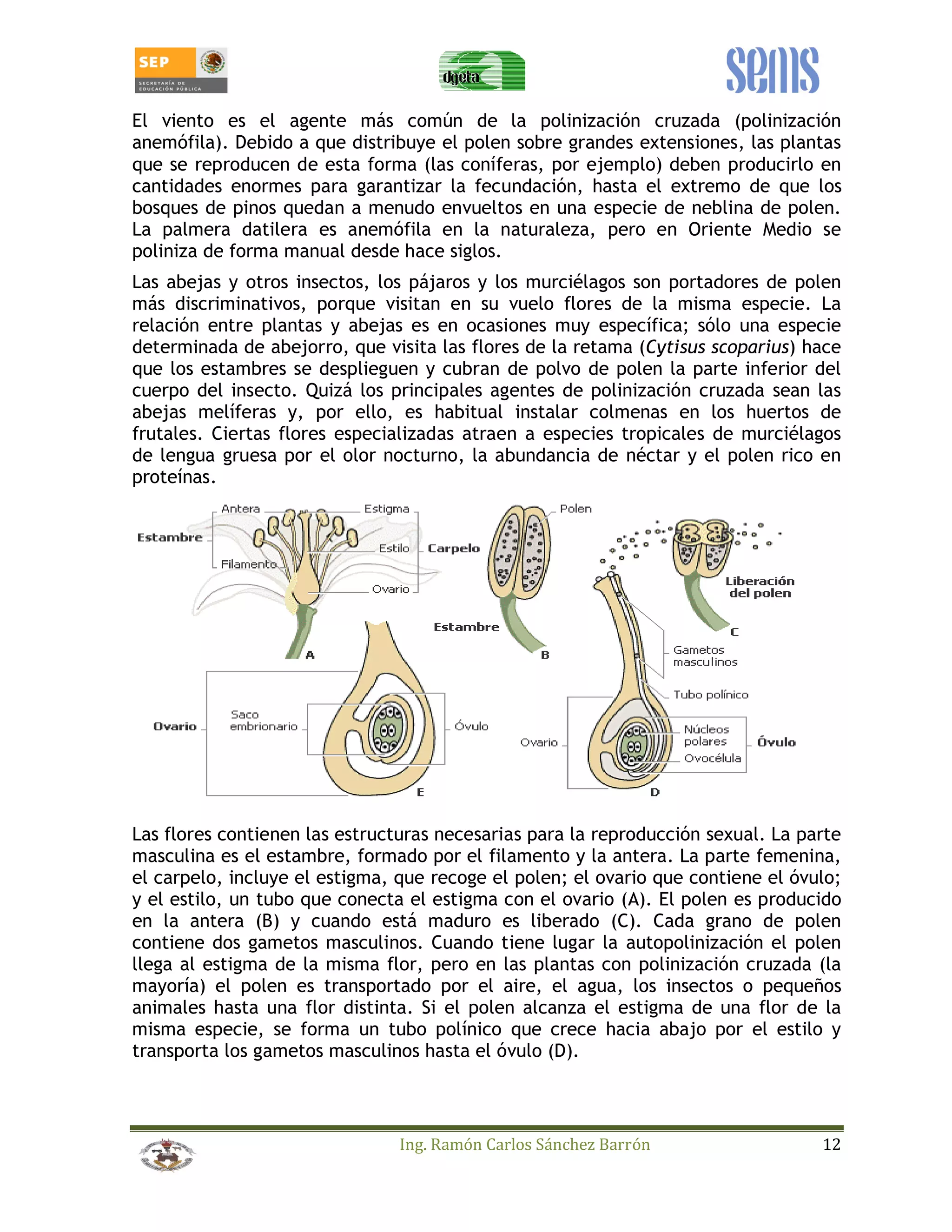 El viento es el agente más común de la polinización cruzada (polinización 
anemófila). Debido a que distribuye el polen sobre grandes extensiones, las plantas 
que se reproducen de esta forma (las coníferas, por ejemplo) deben producirlo en 
cantidades enormes para garantizar la fecundación, hasta el extremo de que los 
bosques de pinos quedan a menudo envueltos en una especie de neblina de polen. 
La palmera datilera es anemófila en la naturaleza, pero en Oriente Medio se 
poliniza de forma manual desde hace siglos. 
Las abejas y otros insectos, los pájaros y los murciélagos son portadores de polen 
más discriminativos, porque visitan en su vuelo flores de la misma especie. La 
relación entre plantas y abejas es en ocasiones muy específica; sólo una especie 
determinada de abejorro, que visita las flores de la retama (Cytisus scoparius) hace 
que los estambres se desplieguen y cubran de polvo de polen la parte inferior del 
cuerpo del insecto. Quizá los principales agentes de polinización cruzada sean las 
abejas melíferas y, por ello, es habitual instalar colmenas en los huertos de 
frutales. Ciertas flores especializadas atraen a especies tropicales de murciélagos 
de lengua gruesa por el olor nocturno, la abundancia de néctar y el polen rico en 
proteínas. 
Las flores contienen las estructuras necesarias para la reproducción sexual. La parte 
masculina es el estambre, formado por el filamento y la antera. La parte femenina, 
el carpelo, incluye el estigma, que recoge el polen; el ovario que contiene el óvulo; 
y el estilo, un tubo que conecta el estigma con el ovario (A). El polen es producido 
en la antera (B) y cuando está maduro es liberado (C). Cada grano de polen 
contiene dos gametos masculinos. Cuando tiene lugar la autopolinización el polen 
llega al estigma de la misma flor, pero en las plantas con polinización cruzada (la 
mayoría) el polen es transportado por el aire, el agua, los insectos o pequeños 
animales hasta una flor distinta. Si el polen alcanza el estigma de una flor de la 
misma especie, se forma un tubo polínico que crece hacia abajo por el estilo y 
transporta los gametos masculinos hasta el óvulo (D). 
Ing. Ramón Carlos Sánchez Barrón 12 
 