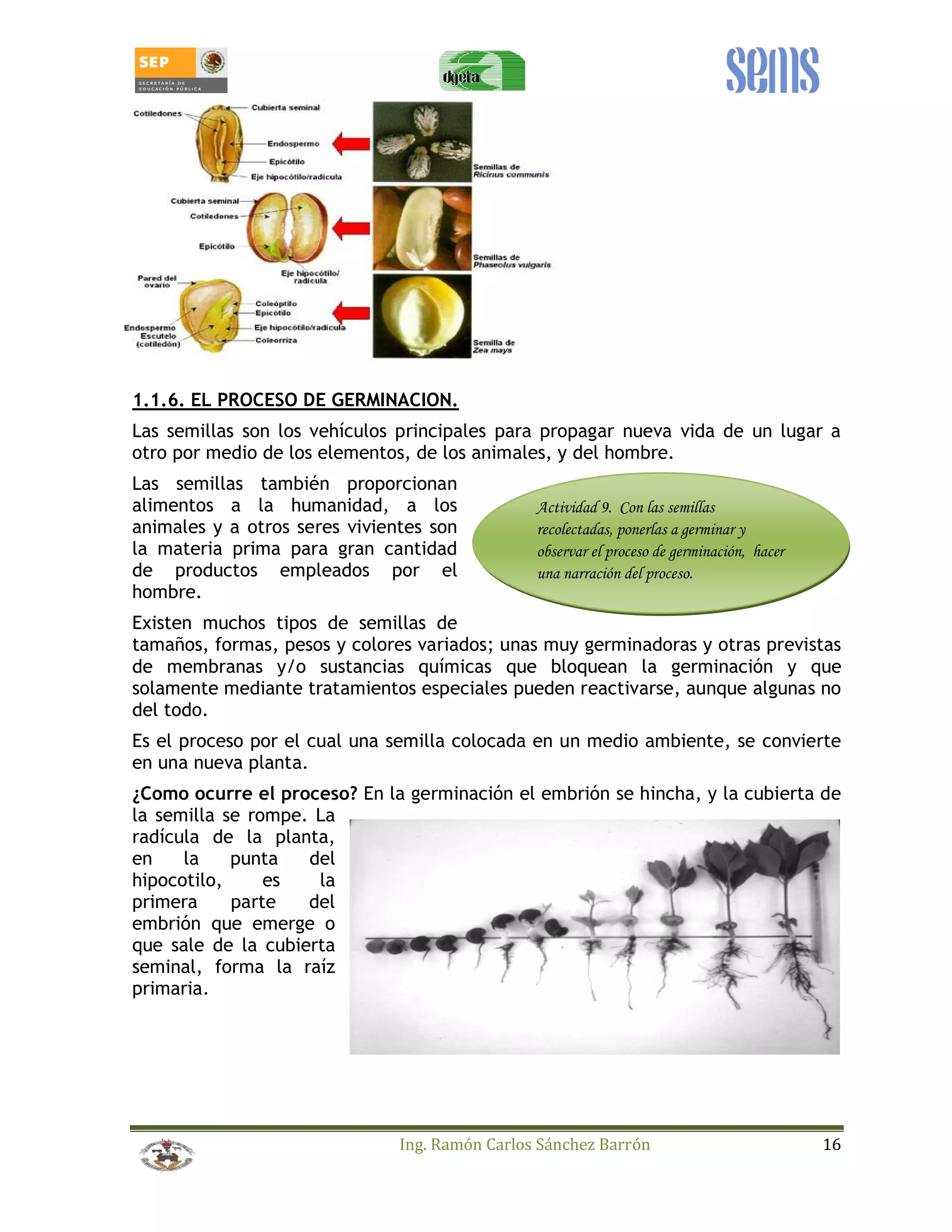 1.1.6. EL PROCESO DE GERMINACION. 
Las semillas son los vehículos principales para propagar nueva vida de un lugar a 
otro por medio de los elementos, de los animales, y del hombre. 
Las semillas también proporcionan 
alimentos a la humanidad, a los 
Actividad 9. Con las semillas 
animales y a otros seres vivientes son 
recolectadas, ponerlas a germinar y 
la materia prima para gran cantidad 
observar el proceso de germinación, hacer 
de productos empleados por el 
una narración del proceso. 
hombre. 
Existen muchos tipos de semillas de 
tamaños, formas, pesos y colores variados; unas muy germinadoras y otras previstas 
de membranas y/o sustancias químicas que bloquean la germinación y que 
solamente mediante tratamientos especiales pueden reactivarse, aunque algunas no 
del todo. 
Es el proceso por el cual una semilla colocada en un medio ambiente, se convierte 
en una nueva planta. 
¿Como ocurre el proceso? En la germinación el embrión se hincha, y la cubierta de 
la semilla se rompe. La 
radícula de la planta, 
en la punta del 
hipocotilo, es la 
primera parte del 
embrión que emerge o 
que sale de la cubierta 
seminal, forma la raíz 
primaria. 
Ing. Ramón Carlos Sánchez Barrón 16 
 