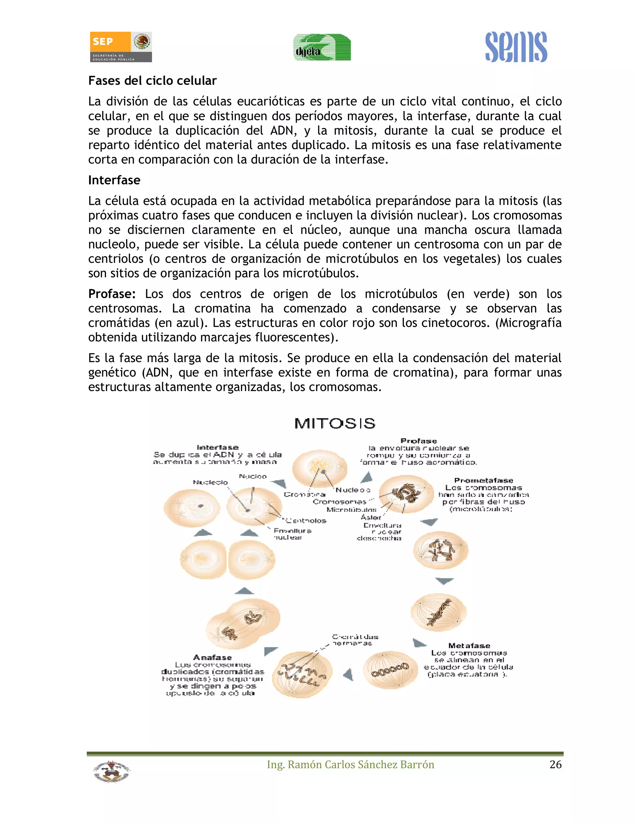 Fases del ciclo celular 
La división de las células eucarióticas es parte de un ciclo vital continuo, el ciclo 
celular, en el que se distinguen dos períodos mayores, la interfase, durante la cual 
se produce la duplicación del ADN, y la mitosis, durante la cual se produce el 
reparto idéntico del material antes duplicado. La mitosis es una fase relativamente 
corta en comparación con la duración de la interfase. 
Interfase 
La célula está ocupada en la actividad metabólica preparándose para la mitosis (las 
próximas cuatro fases que conducen e incluyen la división nuclear). Los cromosomas 
no se disciernen claramente en el núcleo, aunque una mancha oscura llamada 
nucleolo, puede ser visible. La célula puede contener un centrosoma con un par de 
centriolos (o centros de organización de microtúbulos en los vegetales) los cuales 
son sitios de organización para los microtúbulos. 
Profase: Los dos centros de origen de los microtúbulos (en verde) son los 
centrosomas. La cromatina ha comenzado a condensarse y se observan las 
cromátidas (en azul). Las estructuras en color rojo son los cinetocoros. (Micrografía 
obtenida utilizando marcajes fluorescentes). 
Es la fase más larga de la mitosis. Se produce en ella la condensación del material 
genético (ADN, que en interfase existe en forma de cromatina), para formar unas 
estructuras altamente organizadas, los cromosomas. 
Ing. Ramón Carlos Sánchez Barrón 26 
 