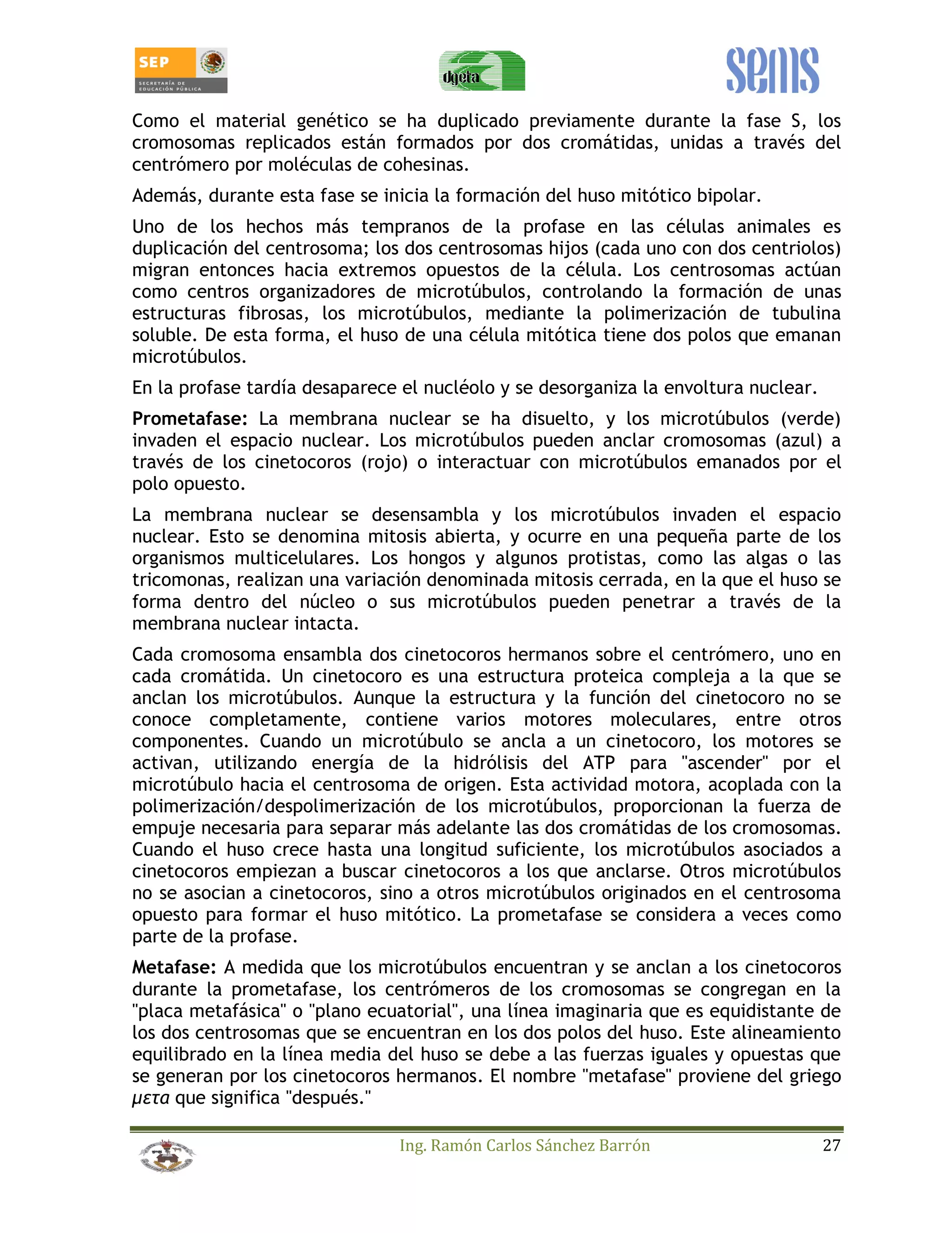 Como el material genético se ha duplicado previamente durante la fase S, los 
cromosomas replicados están formados por dos cromátidas, unidas a través del 
centrómero por moléculas de cohesinas. 
Además, durante esta fase se inicia la formación del huso mitótico bipolar. 
Uno de los hechos más tempranos de la profase en las células animales es 
duplicación del centrosoma; los dos centrosomas hijos (cada uno con dos centriolos) 
migran entonces hacia extremos opuestos de la célula. Los centrosomas actúan 
como centros organizadores de microtúbulos, controlando la formación de unas 
estructuras fibrosas, los microtúbulos, mediante la polimerización de tubulina 
soluble. De esta forma, el huso de una célula mitótica tiene dos polos que emanan 
microtúbulos. 
En la profase tardía desaparece el nucléolo y se desorganiza la envoltura nuclear. 
Prometafase: La membrana nuclear se ha disuelto, y los microtúbulos (verde) 
invaden el espacio nuclear. Los microtúbulos pueden anclar cromosomas (azul) a 
través de los cinetocoros (rojo) o interactuar con microtúbulos emanados por el 
polo opuesto. 
La membrana nuclear se desensambla y los microtúbulos invaden el espacio 
nuclear. Esto se denomina mitosis abierta, y ocurre en una pequeña parte de los 
organismos multicelulares. Los hongos y algunos protistas, como las algas o las 
tricomonas, realizan una variación denominada mitosis cerrada, en la que el huso se 
forma dentro del núcleo o sus microtúbulos pueden penetrar a través de la 
membrana nuclear intacta. 
Cada cromosoma ensambla dos cinetocoros hermanos sobre el centrómero, uno en 
cada cromátida. Un cinetocoro es una estructura proteica compleja a la que se 
anclan los microtúbulos. Aunque la estructura y la función del cinetocoro no se 
conoce completamente, contiene varios motores moleculares, entre otros 
componentes. Cuando un microtúbulo se ancla a un cinetocoro, los motores se 
activan, utilizando energía de la hidrólisis del ATP para "ascender" por el 
microtúbulo hacia el centrosoma de origen. Esta actividad motora, acoplada con la 
polimerización/despolimerización de los microtúbulos, proporcionan la fuerza de 
empuje necesaria para separar más adelante las dos cromátidas de los cromosomas. 
Cuando el huso crece hasta una longitud suficiente, los microtúbulos asociados a 
cinetocoros empiezan a buscar cinetocoros a los que anclarse. Otros microtúbulos 
no se asocian a cinetocoros, sino a otros microtúbulos originados en el centrosoma 
opuesto para formar el huso mitótico. La prometafase se considera a veces como 
parte de la profase. 
Metafase: A medida que los microtúbulos encuentran y se anclan a los cinetocoros 
durante la prometafase, los centrómeros de los cromosomas se congregan en la 
"placa metafásica" o "plano ecuatorial", una línea imaginaria que es equidistante de 
los dos centrosomas que se encuentran en los dos polos del huso. Este alineamiento 
equilibrado en la línea media del huso se debe a las fuerzas iguales y opuestas que 
se generan por los cinetocoros hermanos. El nombre "metafase" proviene del griego 
μ que significa después. 
Ing. Ramón Carlos Sánchez Barrón 27 
 