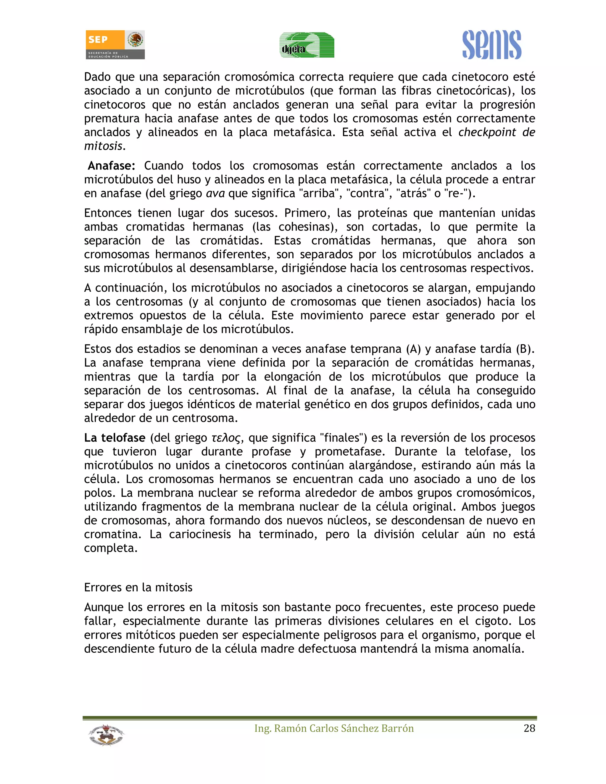 Dado que una separación cromosómica correcta requiere que cada cinetocoro esté 
asociado a un conjunto de microtúbulos (que forman las fibras cinetocóricas), los 
cinetocoros que no están anclados generan una señal para evitar la progresión 
prematura hacia anafase antes de que todos los cromosomas estén correctamente 
anclados y alineados en la placa metafásica. Esta señal activa el checkpoint de 
mitosis. 
Anafase: Cuando todos los cromosomas están correctamente anclados a los 
microtúbulos del huso y alineados en la placa metafásica, la célula procede a entrar 
en anafase (del griego ! que significa arriba, contra, atrás o re-). 
Entonces tienen lugar dos sucesos. Primero, las proteínas que mantenían unidas 
ambas cromatidas hermanas (las cohesinas), son cortadas, lo que permite la 
separación de las cromátidas. Estas cromátidas hermanas, que ahora son 
cromosomas hermanos diferentes, son separados por los microtúbulos anclados a 
sus microtúbulos al desensamblarse, dirigiéndose hacia los centrosomas respectivos. 
A continuación, los microtúbulos no asociados a cinetocoros se alargan, empujando 
a los centrosomas (y al conjunto de cromosomas que tienen asociados) hacia los 
extremos opuestos de la célula. Este movimiento parece estar generado por el 
rápido ensamblaje de los microtúbulos. 
Estos dos estadios se denominan a veces anafase temprana (A) y anafase tardía (B). 
La anafase temprana viene definida por la separación de cromátidas hermanas, 
mientras que la tardía por la elongación de los microtúbulos que produce la 
separación de los centrosomas. Al final de la anafase, la célula ha conseguido 
separar dos juegos idénticos de material genético en dos grupos definidos, cada uno 
alrededor de un centrosoma. 
La telofase (del griego #$, que significa finales) es la reversión de los procesos 
que tuvieron lugar durante profase y prometafase. Durante la telofase, los 
microtúbulos no unidos a cinetocoros continúan alargándose, estirando aún más la 
célula. Los cromosomas hermanos se encuentran cada uno asociado a uno de los 
polos. La membrana nuclear se reforma alrededor de ambos grupos cromosómicos, 
utilizando fragmentos de la membrana nuclear de la célula original. Ambos juegos 
de cromosomas, ahora formando dos nuevos núcleos, se descondensan de nuevo en 
cromatina. La cariocinesis ha terminado, pero la división celular aún no está 
completa. 
Errores en la mitosis 
Aunque los errores en la mitosis son bastante poco frecuentes, este proceso puede 
fallar, especialmente durante las primeras divisiones celulares en el cigoto. Los 
errores mitóticos pueden ser especialmente peligrosos para el organismo, porque el 
descendiente futuro de la célula madre defectuosa mantendrá la misma anomalía. 
Ing. Ramón Carlos Sánchez Barrón 28 
 