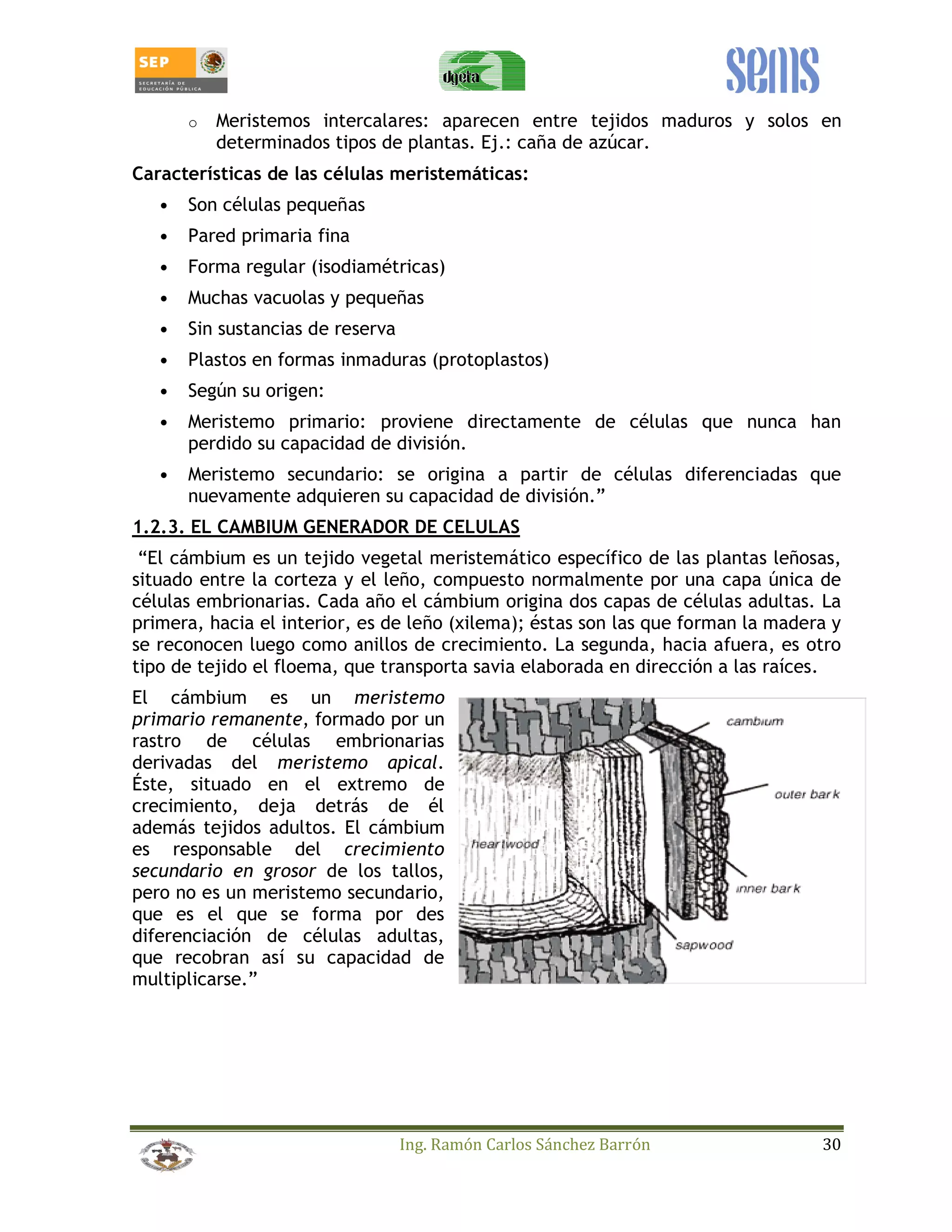 o Meristemos intercalares: aparecen entre tejidos maduros y solos en 
determinados tipos de plantas. Ej.: caña de azúcar. 
Características de las células meristemáticas: 
Ing. Ramón Carlos Sánchez Barrón 30 
• Son células pequeñas 
• Pared primaria fina 
• Forma regular (isodiamétricas) 
• Muchas vacuolas y pequeñas 
• Sin sustancias de reserva 
• Plastos en formas inmaduras (protoplastos) 
• Según su origen: 
• Meristemo primario: proviene directamente de células que nunca han 
perdido su capacidad de división. 
• Meristemo secundario: se origina a partir de células diferenciadas que 
nuevamente adquieren su capacidad de división.” 
1.2.3. EL CAMBIUM GENERADOR DE CELULAS 
“El cámbium es un tejido vegetal meristemático específico de las plantas leñosas, 
situado entre la corteza y el leño, compuesto normalmente por una capa única de 
células embrionarias. Cada año el cámbium origina dos capas de células adultas. La 
primera, hacia el interior, es de leño (xilema); éstas son las que forman la madera y 
se reconocen luego como anillos de crecimiento. La segunda, hacia afuera, es otro 
tipo de tejido el floema, que transporta savia elaborada en dirección a las raíces. 
El cámbium es un meristemo 
primario remanente, formado por un 
rastro de células embrionarias 
derivadas del meristemo apical. 
Éste, situado en el extremo de 
crecimiento, deja detrás de él 
además tejidos adultos. El cámbium 
es responsable del crecimiento 
secundario en grosor de los tallos, 
pero no es un meristemo secundario, 
que es el que se forma por des 
diferenciación de células adultas, 
que recobran así su capacidad de 
multiplicarse.” 
 