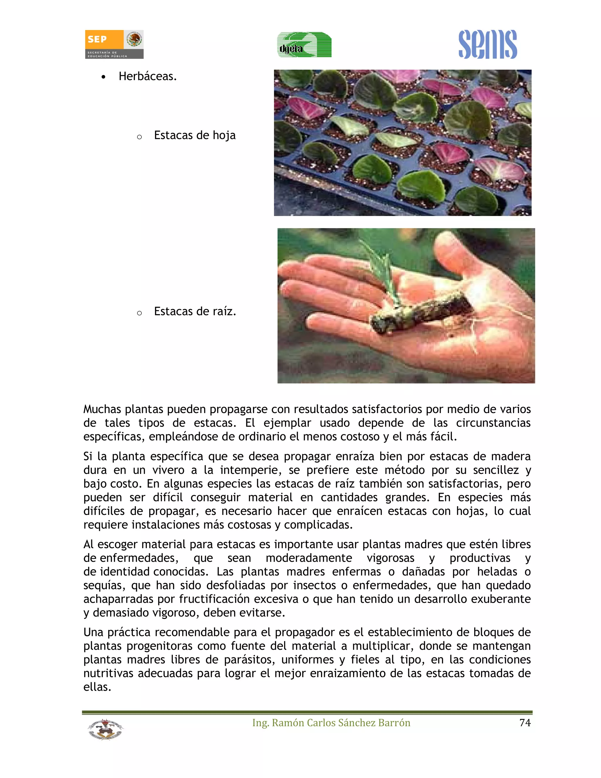 Ing. Ramón Carlos Sánchez Barrón 74 
• Herbáceas. 
o Estacas de hoja 
o Estacas de raíz. 
Muchas plantas pueden propagarse con resultados satisfactorios por medio de varios 
de tales tipos de estacas. El ejemplar usado depende de las circunstancias 
específicas, empleándose de ordinario el menos costoso y el más fácil. 
Si la planta específica que se desea propagar enraíza bien por estacas de madera 
dura en un vivero a la intemperie, se prefiere este método por su sencillez y 
bajo costo. En algunas especies las estacas de raíz también son satisfactorias, pero 
pueden ser difícil conseguir material en cantidades grandes. En especies más 
difíciles de propagar, es necesario hacer que enraícen estacas con hojas, lo cual 
requiere instalaciones más costosas y complicadas. 
Al escoger material para estacas es importante usar plantas madres que estén libres 
de enfermedades, que sean moderadamente vigorosas y productivas y 
de identidad conocidas. Las plantas madres enfermas o dañadas por heladas o 
sequías, que han sido desfoliadas por insectos o enfermedades, que han quedado 
achaparradas por fructificación excesiva o que han tenido un desarrollo exuberante 
y demasiado vigoroso, deben evitarse. 
Una práctica recomendable para el propagador es el establecimiento de bloques de 
plantas progenitoras como fuente del material a multiplicar, donde se mantengan 
plantas madres libres de parásitos, uniformes y fieles al tipo, en las condiciones 
nutritivas adecuadas para lograr el mejor enraizamiento de las estacas tomadas de 
ellas. 
 