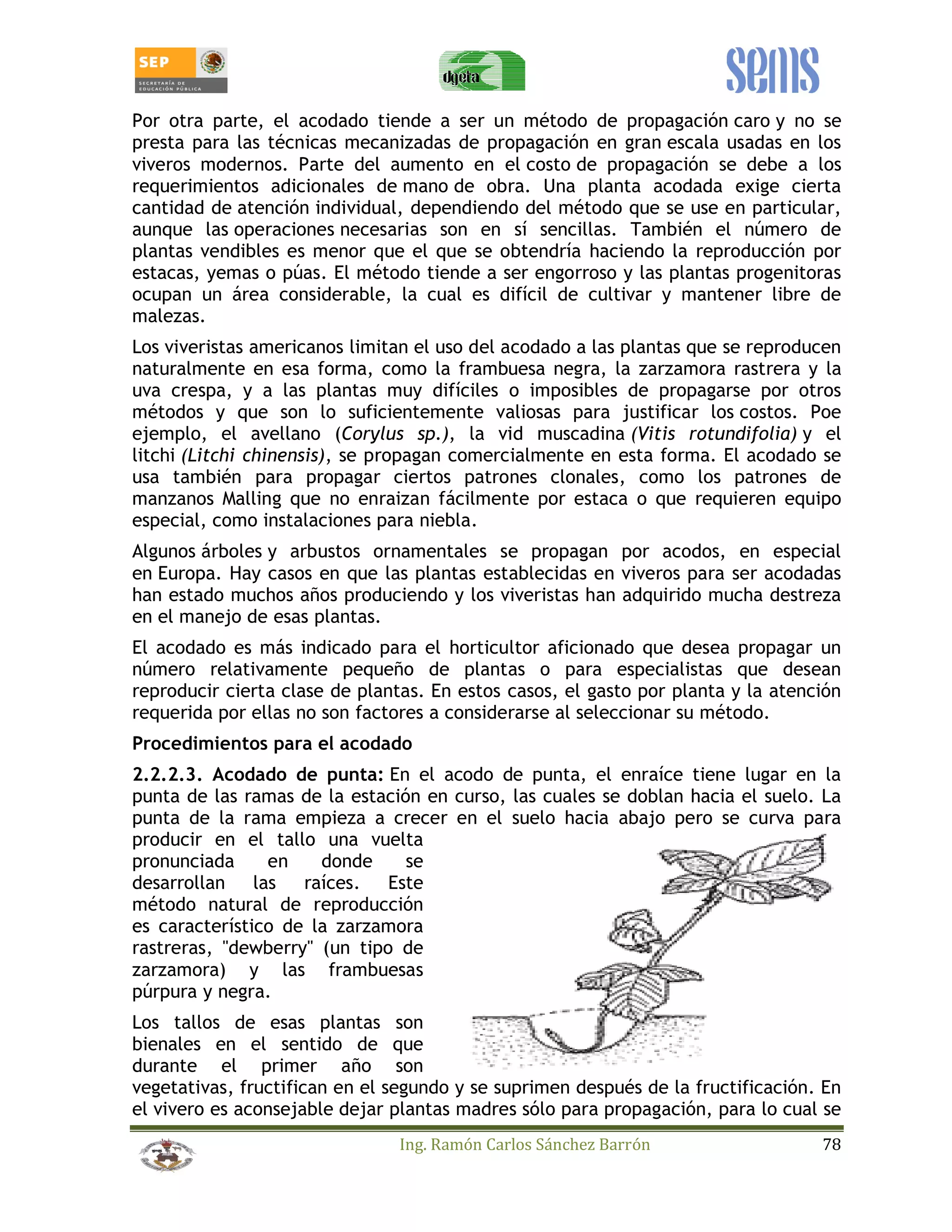 Por otra parte, el acodado tiende a ser un método de propagación caro y no se 
presta para las técnicas mecanizadas de propagación en gran escala usadas en los 
viveros modernos. Parte del aumento en el costo de propagación se debe a los 
requerimientos adicionales de mano de obra. Una planta acodada exige cierta 
cantidad de atención individual, dependiendo del método que se use en particular, 
aunque las operaciones necesarias son en sí sencillas. También el número de 
plantas vendibles es menor que el que se obtendría haciendo la reproducción por 
estacas, yemas o púas. El método tiende a ser engorroso y las plantas progenitoras 
ocupan un área considerable, la cual es difícil de cultivar y mantener libre de 
malezas. 
Los viveristas americanos limitan el uso del acodado a las plantas que se reproducen 
naturalmente en esa forma, como la frambuesa negra, la zarzamora rastrera y la 
uva crespa, y a las plantas muy difíciles o imposibles de propagarse por otros 
métodos y que son lo suficientemente valiosas para justificar los costos. Poe 
ejemplo, el avellano (Corylus sp.), la vid muscadina (Vitis rotundifolia) y el 
litchi (Litchi chinensis), se propagan comercialmente en esta forma. El acodado se 
usa también para propagar ciertos patrones clonales, como los patrones de 
manzanos Malling que no enraizan fácilmente por estaca o que requieren equipo 
especial, como instalaciones para niebla. 
Algunos árboles y arbustos ornamentales se propagan por acodos, en especial 
en Europa. Hay casos en que las plantas establecidas en viveros para ser acodadas 
han estado muchos años produciendo y los viveristas han adquirido mucha destreza 
en el manejo de esas plantas. 
El acodado es más indicado para el horticultor aficionado que desea propagar un 
número relativamente pequeño de plantas o para especialistas que desean 
reproducir cierta clase de plantas. En estos casos, el gasto por planta y la atención 
requerida por ellas no son factores a considerarse al seleccionar su método. 
Procedimientos para el acodado 
2.2.2.3. Acodado de punta: En el acodo de punta, el enraíce tiene lugar en la 
punta de las ramas de la estación en curso, las cuales se doblan hacia el suelo. La 
punta de la rama empieza a crecer en el suelo hacia abajo pero se curva para 
producir en el tallo una vuelta 
pronunciada en donde se 
desarrollan las raíces. Este 
método natural de reproducción 
es característico de la zarzamora 
rastreras, dewberry (un tipo de 
zarzamora) y las frambuesas 
púrpura y negra. 
Los tallos de esas plantas son 
bienales en el sentido de que 
durante el primer año son 
vegetativas, fructifican en el segundo y se suprimen después de la fructificación. En 
el vivero es aconsejable dejar plantas madres sólo para propagación, para lo cual se 
Ing. Ramón Carlos Sánchez Barrón 78 
 