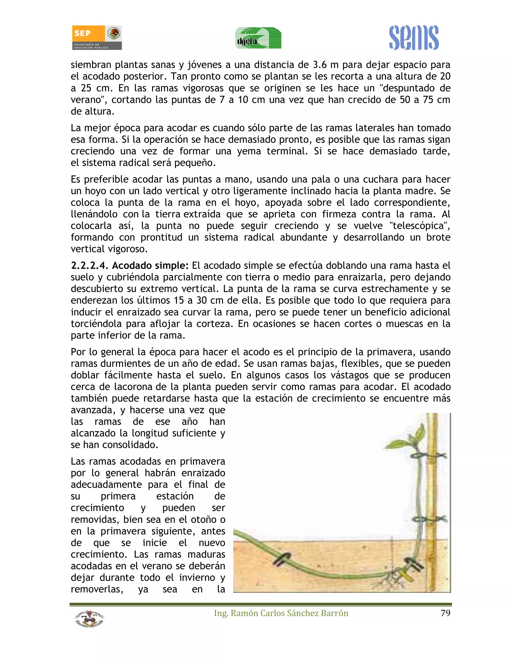 siembran plantas sanas y jóvenes a una distancia de 3.6 m para dejar espacio para 
el acodado posterior. Tan pronto como se plantan se les recorta a una altura de 20 
a 25 cm. En las ramas vigorosas que se originen se les hace un despuntado de 
verano, cortando las puntas de 7 a 10 cm una vez que han crecido de 50 a 75 cm 
de altura. 
La mejor época para acodar es cuando sólo parte de las ramas laterales han tomado 
esa forma. Si la operación se hace demasiado pronto, es posible que las ramas sigan 
creciendo una vez de formar una yema terminal. Si se hace demasiado tarde, 
el sistema radical será pequeño. 
Es preferible acodar las puntas a mano, usando una pala o una cuchara para hacer 
un hoyo con un lado vertical y otro ligeramente inclinado hacia la planta madre. Se 
coloca la punta de la rama en el hoyo, apoyada sobre el lado correspondiente, 
llenándolo con la tierra extraída que se aprieta con firmeza contra la rama. Al 
colocarla así, la punta no puede seguir creciendo y se vuelve telescópica, 
formando con prontitud un sistema radical abundante y desarrollando un brote 
vertical vigoroso. 
2.2.2.4. Acodado simple: El acodado simple se efectúa doblando una rama hasta el 
suelo y cubriéndola parcialmente con tierra o medio para enraizarla, pero dejando 
descubierto su extremo vertical. La punta de la rama se curva estrechamente y se 
enderezan los últimos 15 a 30 cm de ella. Es posible que todo lo que requiera para 
inducir el enraizado sea curvar la rama, pero se puede tener un beneficio adicional 
torciéndola para aflojar la corteza. En ocasiones se hacen cortes o muescas en la 
parte inferior de la rama. 
Por lo general la época para hacer el acodo es el principio de la primavera, usando 
ramas durmientes de un año de edad. Se usan ramas bajas, flexibles, que se pueden 
doblar fácilmente hasta el suelo. En algunos casos los vástagos que se producen 
cerca de lacorona de la planta pueden servir como ramas para acodar. El acodado 
también puede retardarse hasta que la estación de crecimiento se encuentre más 
avanzada, y hacerse una vez que 
las ramas de ese año han 
alcanzado la longitud suficiente y 
se han consolidado. 
Las ramas acodadas en primavera 
por lo general habrán enraizado 
adecuadamente para el final de 
su primera estación de 
crecimiento y pueden ser 
removidas, bien sea en el otoño o 
en la primavera siguiente, antes 
de que se inicie el nuevo 
crecimiento. Las ramas maduras 
acodadas en el verano se deberán 
dejar durante todo el invierno y 
removerlas, ya sea en la 
Ing. Ramón Carlos Sánchez Barrón 79 
 