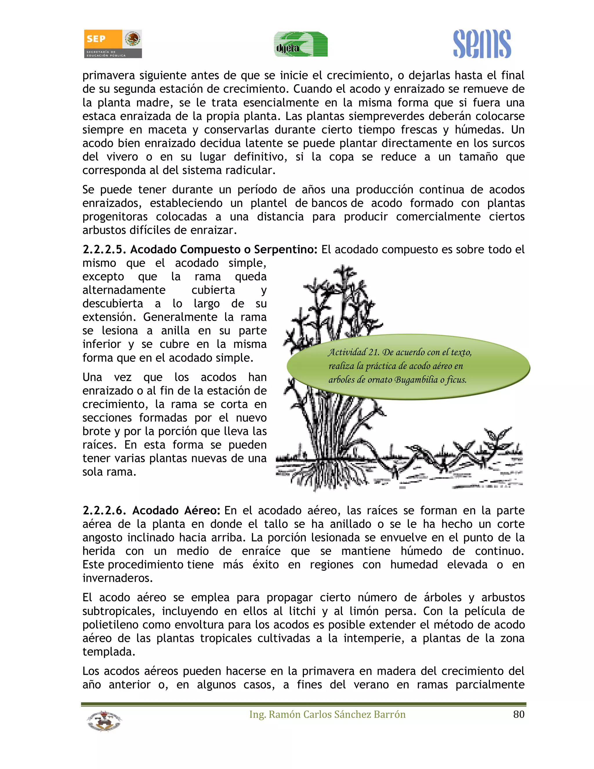 primavera siguiente antes de que se inicie el crecimiento, o dejarlas hasta el final 
de su segunda estación de crecimiento. Cuando el acodo y enraizado se remueve de 
la planta madre, se le trata esencialmente en la misma forma que si fuera una 
estaca enraizada de la propia planta. Las plantas siempreverdes deberán colocarse 
siempre en maceta y conservarlas durante cierto tiempo frescas y húmedas. Un 
acodo bien enraizado decidua latente se puede plantar directamente en los surcos 
del vivero o en su lugar definitivo, si la copa se reduce a un tamaño que 
corresponda al del sistema radicular. 
Se puede tener durante un período de años una producción continua de acodos 
enraizados, estableciendo un plantel de bancos de acodo formado con plantas 
progenitoras colocadas a una distancia para producir comercialmente ciertos 
arbustos difíciles de enraizar. 
2.2.2.5. Acodado Compuesto o Serpentino: El acodado compuesto es sobre todo el 
mismo que el acodado simple, 
excepto que la rama queda 
alternadamente cubierta y 
descubierta a lo largo de su 
extensión. Generalmente la rama 
se lesiona a anilla en su parte 
inferior y se cubre en la misma 
forma que en el acodado simple. 
Actividad 21. De acuerdo con el texto, 
realiza la práctica de acodo aéreo en 
Una vez que los acodos han 
arboles de ornato Bugambilia o ficus. 
enraizado o al fin de la estación de 
crecimiento, la rama se corta en 
secciones formadas por el nuevo 
brote y por la porción que lleva las 
raíces. En esta forma se pueden 
tener varias plantas nuevas de una 
sola rama. 
2.2.2.6. Acodado Aéreo: En el acodado aéreo, las raíces se forman en la parte 
aérea de la planta en donde el tallo se ha anillado o se le ha hecho un corte 
angosto inclinado hacia arriba. La porción lesionada se envuelve en el punto de la 
herida con un medio de enraíce que se mantiene húmedo de continuo. 
Este procedimiento tiene más éxito en regiones con humedad elevada o en 
invernaderos. 
El acodo aéreo se emplea para propagar cierto número de árboles y arbustos 
subtropicales, incluyendo en ellos al litchi y al limón persa. Con la película de 
polietileno como envoltura para los acodos es posible extender el método de acodo 
aéreo de las plantas tropicales cultivadas a la intemperie, a plantas de la zona 
templada. 
Los acodos aéreos pueden hacerse en la primavera en madera del crecimiento del 
año anterior o, en algunos casos, a fines del verano en ramas parcialmente 
Ing. Ramón Carlos Sánchez Barrón 80 
 