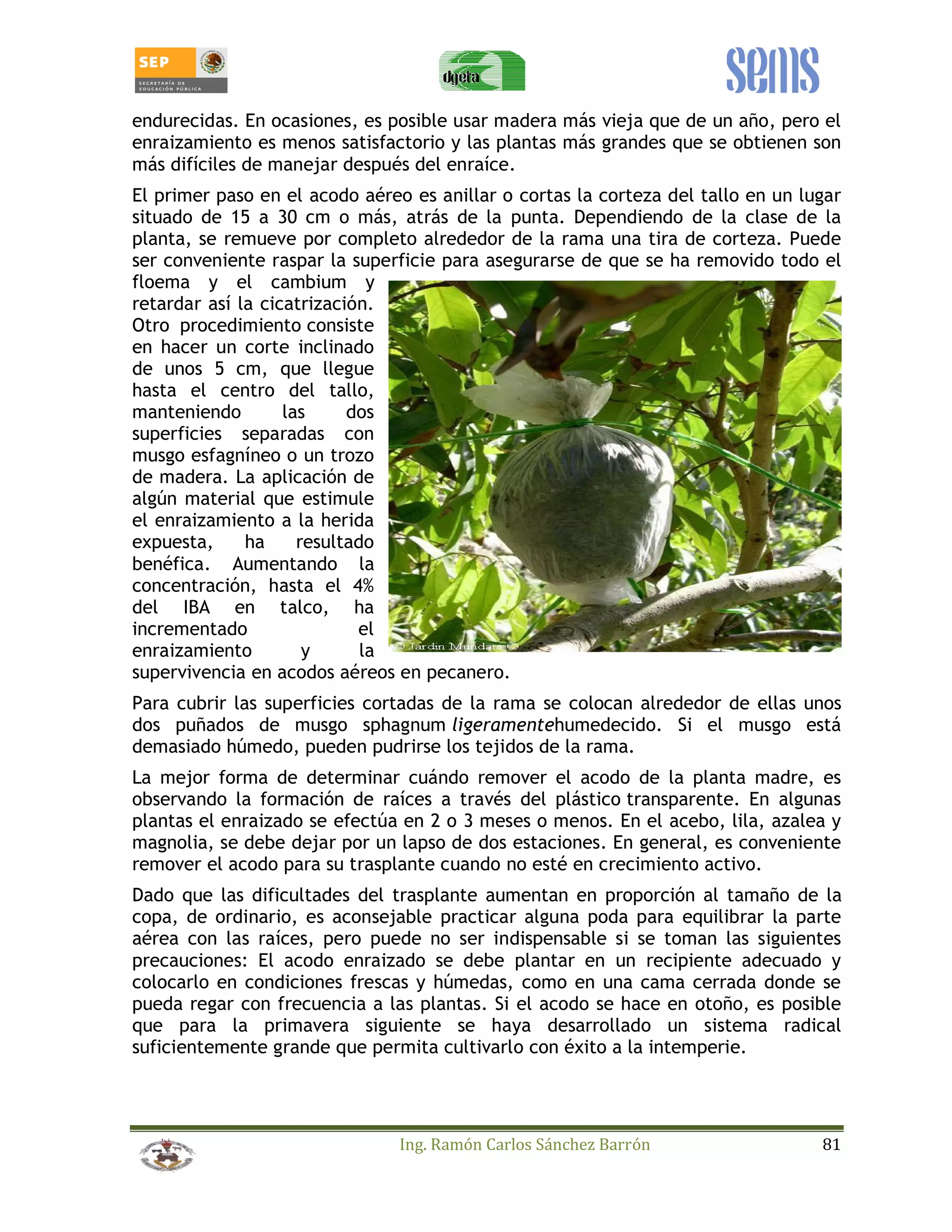 endurecidas. En ocasiones, es posible usar madera más vieja que de un año, pero el 
enraizamiento es menos satisfactorio y las plantas más grandes que se obtienen son 
más difíciles de manejar después del enraíce. 
El primer paso en el acodo aéreo es anillar o cortas la corteza del tallo en un lugar 
situado de 15 a 30 cm o más, atrás de la punta. Dependiendo de la clase de la 
planta, se remueve por completo alrededor de la rama una tira de corteza. Puede 
ser conveniente raspar la superficie para asegurarse de que se ha removido todo el 
floema y el cambium y 
retardar así la cicatrización. 
Otro procedimiento consiste 
en hacer un corte inclinado 
de unos 5 cm, que llegue 
hasta el centro del tallo, 
manteniendo las dos 
superficies separadas con 
musgo esfagníneo o un trozo 
de madera. La aplicación de 
algún material que estimule 
el enraizamiento a la herida 
expuesta, ha resultado 
benéfica. Aumentando la 
concentración, hasta el 4% 
del IBA en talco, ha 
incrementado el 
enraizamiento y la 
supervivencia en acodos aéreos en pecanero. 
Para cubrir las superficies cortadas de la rama se colocan alrededor de ellas unos 
dos puñados de musgo sphagnum ligeramentehumedecido. Si el musgo está 
demasiado húmedo, pueden pudrirse los tejidos de la rama. 
La mejor forma de determinar cuándo remover el acodo de la planta madre, es 
observando la formación de raíces a través del plástico transparente. En algunas 
plantas el enraizado se efectúa en 2 o 3 meses o menos. En el acebo, lila, azalea y 
magnolia, se debe dejar por un lapso de dos estaciones. En general, es conveniente 
remover el acodo para su trasplante cuando no esté en crecimiento activo. 
Dado que las dificultades del trasplante aumentan en proporción al tamaño de la 
copa, de ordinario, es aconsejable practicar alguna poda para equilibrar la parte 
aérea con las raíces, pero puede no ser indispensable si se toman las siguientes 
precauciones: El acodo enraizado se debe plantar en un recipiente adecuado y 
colocarlo en condiciones frescas y húmedas, como en una cama cerrada donde se 
pueda regar con frecuencia a las plantas. Si el acodo se hace en otoño, es posible 
que para la primavera siguiente se haya desarrollado un sistema radical 
suficientemente grande que permita cultivarlo con éxito a la intemperie. 
Ing. Ramón Carlos Sánchez Barrón 81 
 