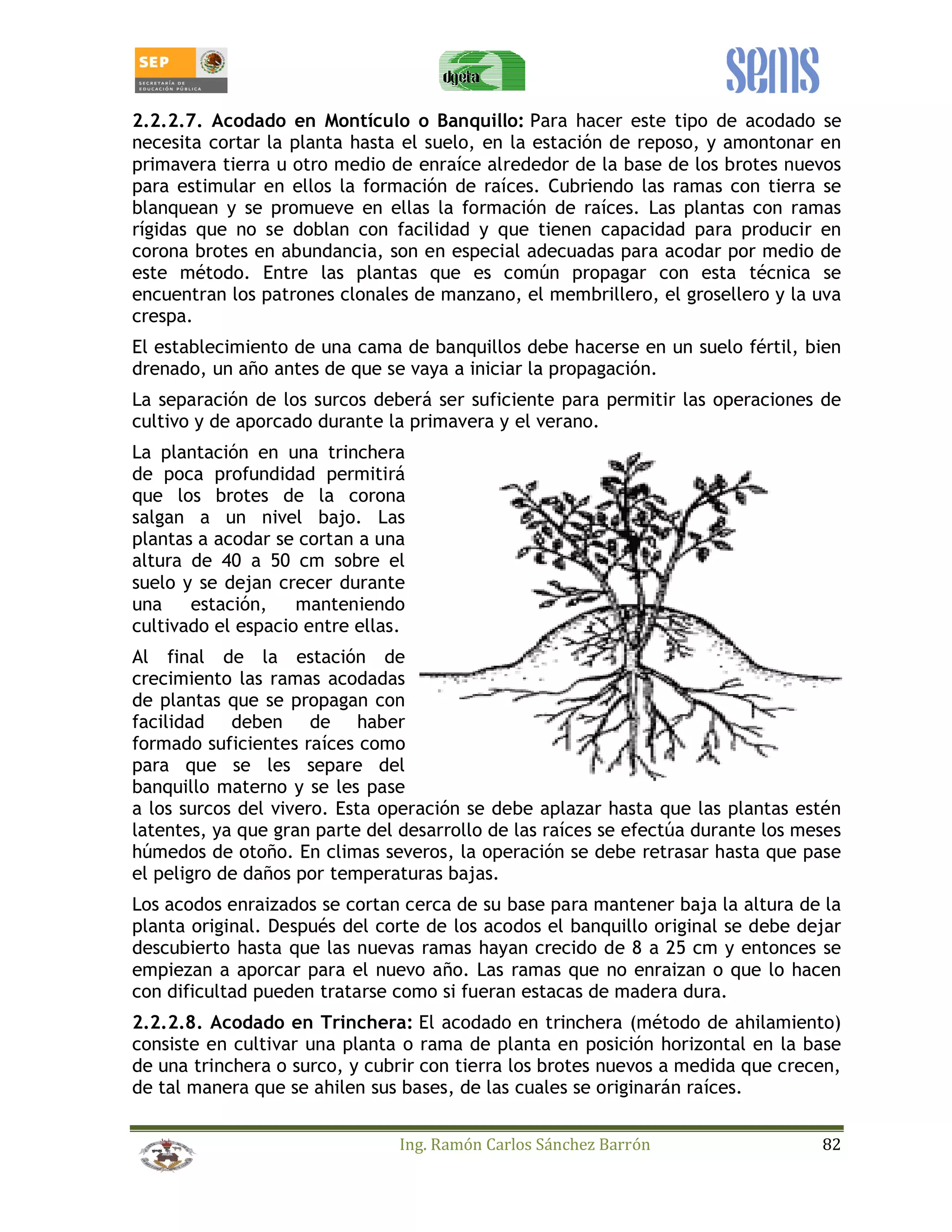 2.2.2.7. Acodado en Montículo o Banquillo: Para hacer este tipo de acodado se 
necesita cortar la planta hasta el suelo, en la estación de reposo, y amontonar en 
primavera tierra u otro medio de enraíce alrededor de la base de los brotes nuevos 
para estimular en ellos la formación de raíces. Cubriendo las ramas con tierra se 
blanquean y se promueve en ellas la formación de raíces. Las plantas con ramas 
rígidas que no se doblan con facilidad y que tienen capacidad para producir en 
corona brotes en abundancia, son en especial adecuadas para acodar por medio de 
este método. Entre las plantas que es común propagar con esta técnica se 
encuentran los patrones clonales de manzano, el membrillero, el grosellero y la uva 
crespa. 
El establecimiento de una cama de banquillos debe hacerse en un suelo fértil, bien 
drenado, un año antes de que se vaya a iniciar la propagación. 
La separación de los surcos deberá ser suficiente para permitir las operaciones de 
cultivo y de aporcado durante la primavera y el verano. 
La plantación en una trinchera 
de poca profundidad permitirá 
que los brotes de la corona 
salgan a un nivel bajo. Las 
plantas a acodar se cortan a una 
altura de 40 a 50 cm sobre el 
suelo y se dejan crecer durante 
una estación, manteniendo 
cultivado el espacio entre ellas. 
Al final de la estación de 
crecimiento las ramas acodadas 
de plantas que se propagan con 
facilidad deben de haber 
formado suficientes raíces como 
para que se les separe del 
banquillo materno y se les pase 
a los surcos del vivero. Esta operación se debe aplazar hasta que las plantas estén 
latentes, ya que gran parte del desarrollo de las raíces se efectúa durante los meses 
húmedos de otoño. En climas severos, la operación se debe retrasar hasta que pase 
el peligro de daños por temperaturas bajas. 
Los acodos enraizados se cortan cerca de su base para mantener baja la altura de la 
planta original. Después del corte de los acodos el banquillo original se debe dejar 
descubierto hasta que las nuevas ramas hayan crecido de 8 a 25 cm y entonces se 
empiezan a aporcar para el nuevo año. Las ramas que no enraizan o que lo hacen 
con dificultad pueden tratarse como si fueran estacas de madera dura. 
2.2.2.8. Acodado en Trinchera: El acodado en trinchera (método de ahilamiento) 
consiste en cultivar una planta o rama de planta en posición horizontal en la base 
de una trinchera o surco, y cubrir con tierra los brotes nuevos a medida que crecen, 
de tal manera que se ahilen sus bases, de las cuales se originarán raíces. 
Ing. Ramón Carlos Sánchez Barrón 82 
 