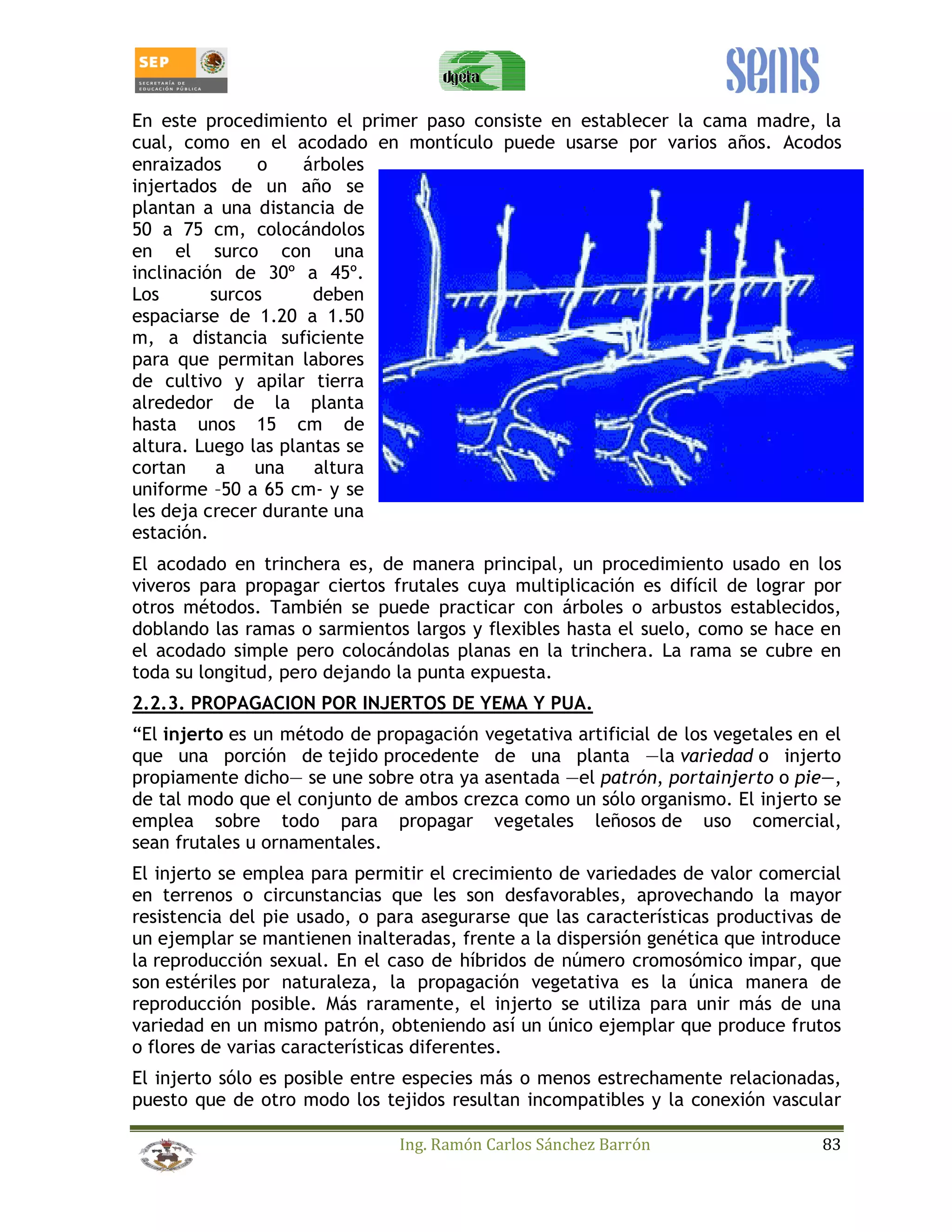 En este procedimiento el primer paso consiste en establecer la cama madre, la 
cual, como en el acodado en montículo puede usarse por varios años. Acodos 
enraizados o árboles 
injertados de un año se 
plantan a una distancia de 
50 a 75 cm, colocándolos 
en el surco con una 
inclinación de 30º a 45º. 
Los surcos deben 
espaciarse de 1.20 a 1.50 
m, a distancia suficiente 
para que permitan labores 
de cultivo y apilar tierra 
alrededor de la planta 
hasta unos 15 cm de 
altura. Luego las plantas se 
cortan a una altura 
uniforme –50 a 65 cm- y se 
les deja crecer durante una 
estación. 
El acodado en trinchera es, de manera principal, un procedimiento usado en los 
viveros para propagar ciertos frutales cuya multiplicación es difícil de lograr por 
otros métodos. También se puede practicar con árboles o arbustos establecidos, 
doblando las ramas o sarmientos largos y flexibles hasta el suelo, como se hace en 
el acodado simple pero colocándolas planas en la trinchera. La rama se cubre en 
toda su longitud, pero dejando la punta expuesta. 
2.2.3. PROPAGACION POR INJERTOS DE YEMA Y PUA. 
“El injerto es un método de propagación vegetativa artificial de los vegetales en el 
que una porción de tejido procedente de una planta —la variedad o injerto 
propiamente dicho— se une sobre otra ya asentada —el patrón, portainjerto o pie—, 
de tal modo que el conjunto de ambos crezca como un sólo organismo. El injerto se 
emplea sobre todo para propagar vegetales leñosos de uso comercial, 
sean frutales u ornamentales. 
El injerto se emplea para permitir el crecimiento de variedades de valor comercial 
en terrenos o circunstancias que les son desfavorables, aprovechando la mayor 
resistencia del pie usado, o para asegurarse que las características productivas de 
un ejemplar se mantienen inalteradas, frente a la dispersión genética que introduce 
la reproducción sexual. En el caso de híbridos de número cromosómico impar, que 
son estériles por naturaleza, la propagación vegetativa es la única manera de 
reproducción posible. Más raramente, el injerto se utiliza para unir más de una 
variedad en un mismo patrón, obteniendo así un único ejemplar que produce frutos 
o flores de varias características diferentes. 
El injerto sólo es posible entre especies más o menos estrechamente relacionadas, 
puesto que de otro modo los tejidos resultan incompatibles y la conexión vascular 
Ing. Ramón Carlos Sánchez Barrón 83 
 
