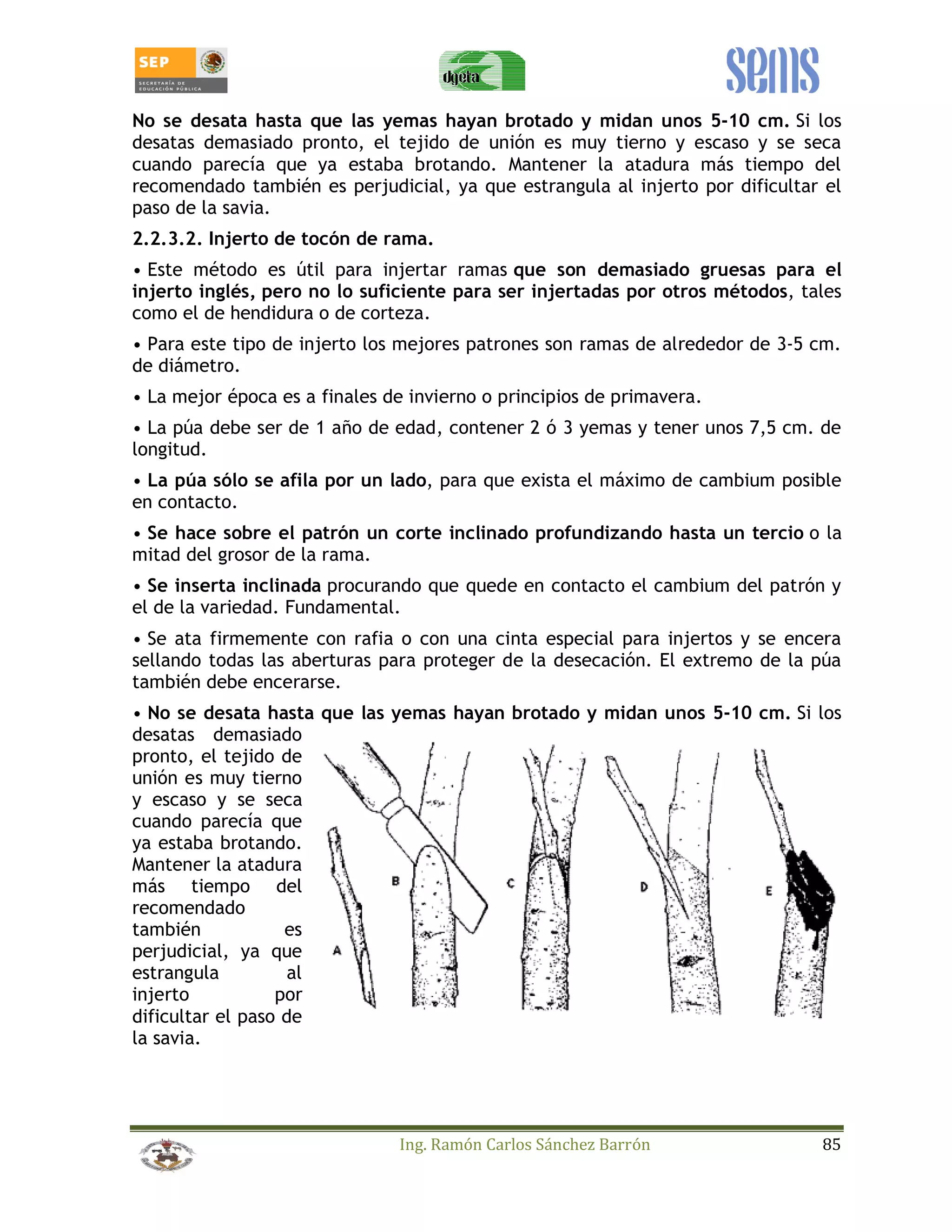 No se desata hasta que las yemas hayan brotado y midan unos 5-10 cm. Si los 
desatas demasiado pronto, el tejido de unión es muy tierno y escaso y se seca 
cuando parecía que ya estaba brotando. Mantener la atadura más tiempo del 
recomendado también es perjudicial, ya que estrangula al injerto por dificultar el 
paso de la savia. 
2.2.3.2. Injerto de tocón de rama. 
• Este método es útil para injertar ramas que son demasiado gruesas para el 
injerto inglés, pero no lo suficiente para ser injertadas por otros métodos, tales 
como el de hendidura o de corteza. 
• Para este tipo de injerto los mejores patrones son ramas de alrededor de 3-5 cm. 
de diámetro. 
• La mejor época es a finales de invierno o principios de primavera. 
• La púa debe ser de 1 año de edad, contener 2 ó 3 yemas y tener unos 7,5 cm. de 
longitud. 
• La púa sólo se afila por un lado, para que exista el máximo de cambium posible 
en contacto. 
• Se hace sobre el patrón un corte inclinado profundizando hasta un tercio o la 
mitad del grosor de la rama. 
• Se inserta inclinada procurando que quede en contacto el cambium del patrón y 
el de la variedad. Fundamental. 
• Se ata firmemente con rafia o con una cinta especial para injertos y se encera 
sellando todas las aberturas para proteger de la desecación. El extremo de la púa 
también debe encerarse. 
• No se desata hasta que las yemas hayan brotado y midan unos 5-10 cm. Si los 
desatas demasiado 
pronto, el tejido de 
unión es muy tierno 
y escaso y se seca 
cuando parecía que 
ya estaba brotando. 
Mantener la atadura 
más tiempo del 
recomendado 
también es 
perjudicial, ya que 
estrangula al 
injerto por 
dificultar el paso de 
la savia. 
Ing. Ramón Carlos Sánchez Barrón 85 
 