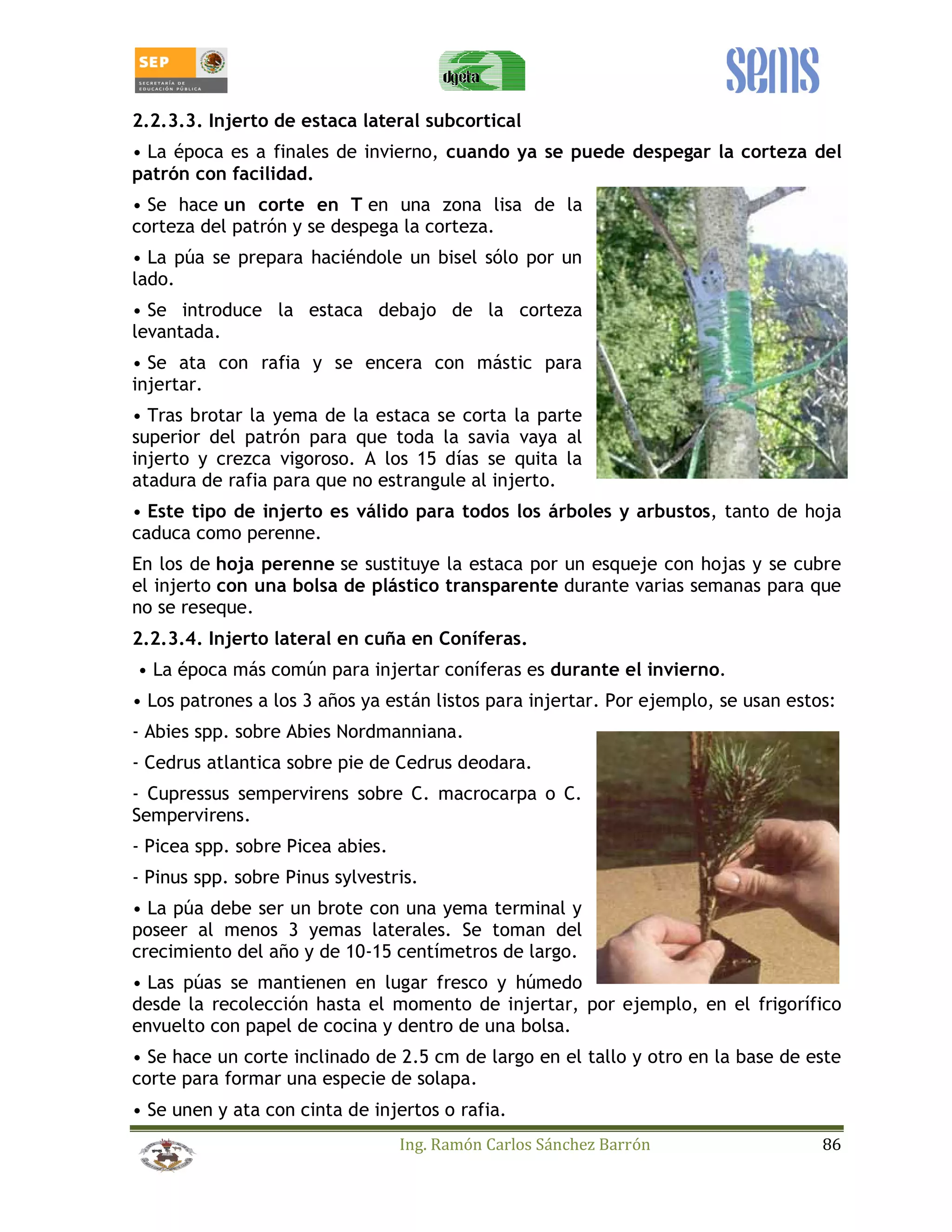 2.2.3.3. Injerto de estaca lateral subcortical 
• La época es a finales de invierno, cuando ya se puede despegar la corteza del 
patrón con facilidad. 
• Se hace un corte en T en una zona lisa de la 
corteza del patrón y se despega la corteza. 
• La púa se prepara haciéndole un bisel sólo por un 
lado. 
• Se introduce la estaca debajo de la corteza 
levantada. 
• Se ata con rafia y se encera con mástic para 
injertar. 
• Tras brotar la yema de la estaca se corta la parte 
superior del patrón para que toda la savia vaya al 
injerto y crezca vigoroso. A los 15 días se quita la 
atadura de rafia para que no estrangule al injerto. 
• Este tipo de injerto es válido para todos los árboles y arbustos, tanto de hoja 
caduca como perenne. 
En los de hoja perenne se sustituye la estaca por un esqueje con hojas y se cubre 
el injerto con una bolsa de plástico transparente durante varias semanas para que 
no se reseque. 
2.2.3.4. Injerto lateral en cuña en Coníferas. 
• La época más común para injertar coníferas es durante el invierno. 
• Los patrones a los 3 años ya están listos para injertar. Por ejemplo, se usan estos: 
- Abies spp. sobre Abies Nordmanniana. 
- Cedrus atlantica sobre pie de Cedrus deodara. 
- Cupressus sempervirens sobre C. macrocarpa o C. 
Sempervirens. 
- Picea spp. sobre Picea abies. 
- Pinus spp. sobre Pinus sylvestris. 
• La púa debe ser un brote con una yema terminal y 
poseer al menos 3 yemas laterales. Se toman del 
crecimiento del año y de 10-15 centímetros de largo. 
• Las púas se mantienen en lugar fresco y húmedo 
desde la recolección hasta el momento de injertar, por ejemplo, en el frigorífico 
envuelto con papel de cocina y dentro de una bolsa. 
• Se hace un corte inclinado de 2.5 cm de largo en el tallo y otro en la base de este 
corte para formar una especie de solapa. 
• Se unen y ata con cinta de injertos o rafia. 
Ing. Ramón Carlos Sánchez Barrón 86 
 