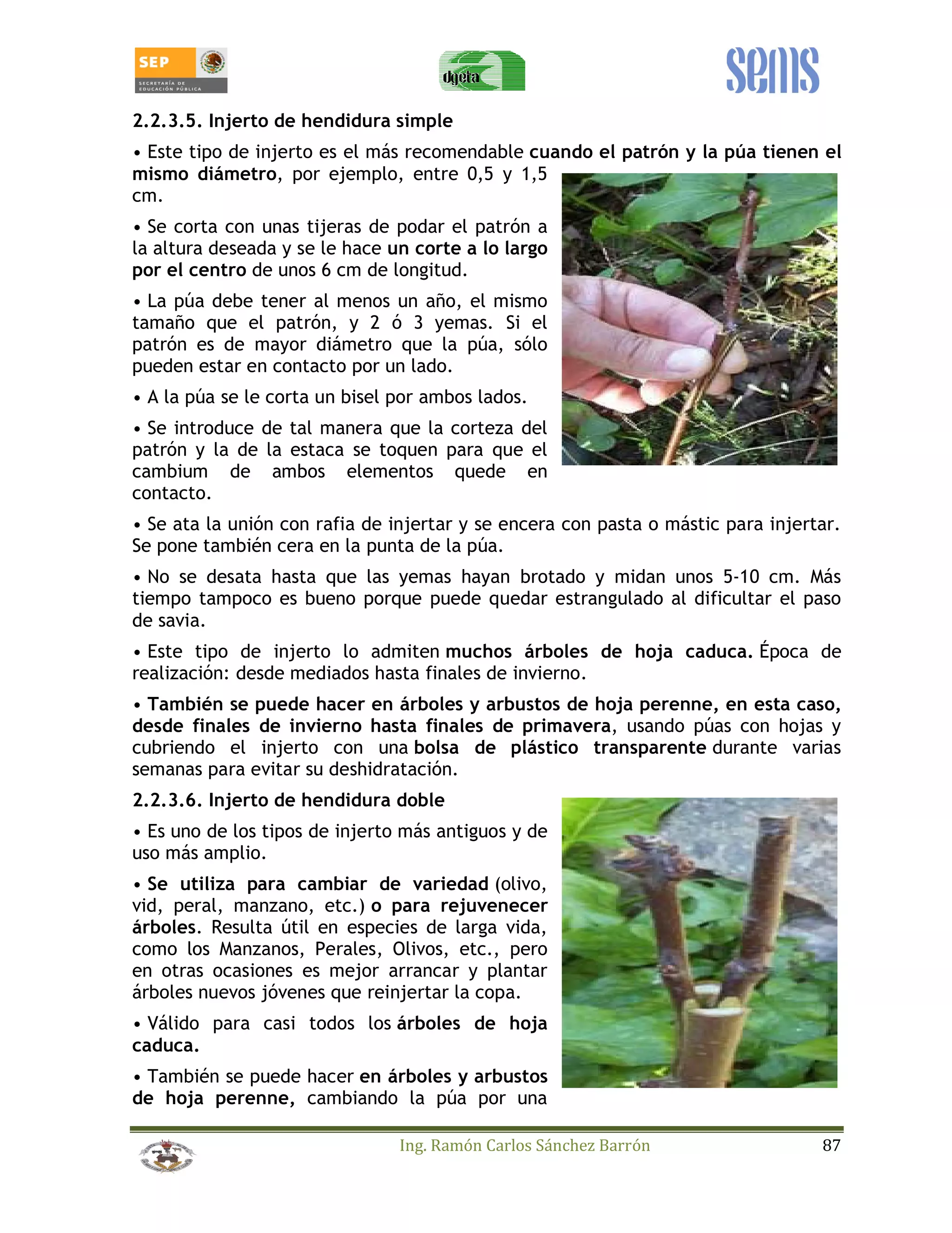 2.2.3.5. Injerto de hendidura simple 
• Este tipo de injerto es el más recomendable cuando el patrón y la púa tienen el 
mismo diámetro, por ejemplo, entre 0,5 y 1,5 
cm. 
• Se corta con unas tijeras de podar el patrón a 
la altura deseada y se le hace un corte a lo largo 
por el centro de unos 6 cm de longitud. 
• La púa debe tener al menos un año, el mismo 
tamaño que el patrón, y 2 ó 3 yemas. Si el 
patrón es de mayor diámetro que la púa, sólo 
pueden estar en contacto por un lado. 
• A la púa se le corta un bisel por ambos lados. 
• Se introduce de tal manera que la corteza del 
patrón y la de la estaca se toquen para que el 
cambium de ambos elementos quede en 
contacto. 
• Se ata la unión con rafia de injertar y se encera con pasta o mástic para injertar. 
Se pone también cera en la punta de la púa. 
• No se desata hasta que las yemas hayan brotado y midan unos 5-10 cm. Más 
tiempo tampoco es bueno porque puede quedar estrangulado al dificultar el paso 
de savia. 
• Este tipo de injerto lo admiten muchos árboles de hoja caduca. Época de 
realización: desde mediados hasta finales de invierno. 
• También se puede hacer en árboles y arbustos de hoja perenne, en esta caso, 
desde finales de invierno hasta finales de primavera, usando púas con hojas y 
cubriendo el injerto con una bolsa de plástico transparente durante varias 
semanas para evitar su deshidratación. 
2.2.3.6. Injerto de hendidura doble 
• Es uno de los tipos de injerto más antiguos y de 
uso más amplio. 
• Se utiliza para cambiar de variedad (olivo, 
vid, peral, manzano, etc.) o para rejuvenecer 
árboles. Resulta útil en especies de larga vida, 
como los Manzanos, Perales, Olivos, etc., pero 
en otras ocasiones es mejor arrancar y plantar 
árboles nuevos jóvenes que reinjertar la copa. 
• Válido para casi todos los árboles de hoja 
caduca. 
• También se puede hacer en árboles y arbustos 
de hoja perenne, cambiando la púa por una 
Ing. Ramón Carlos Sánchez Barrón 87 
 