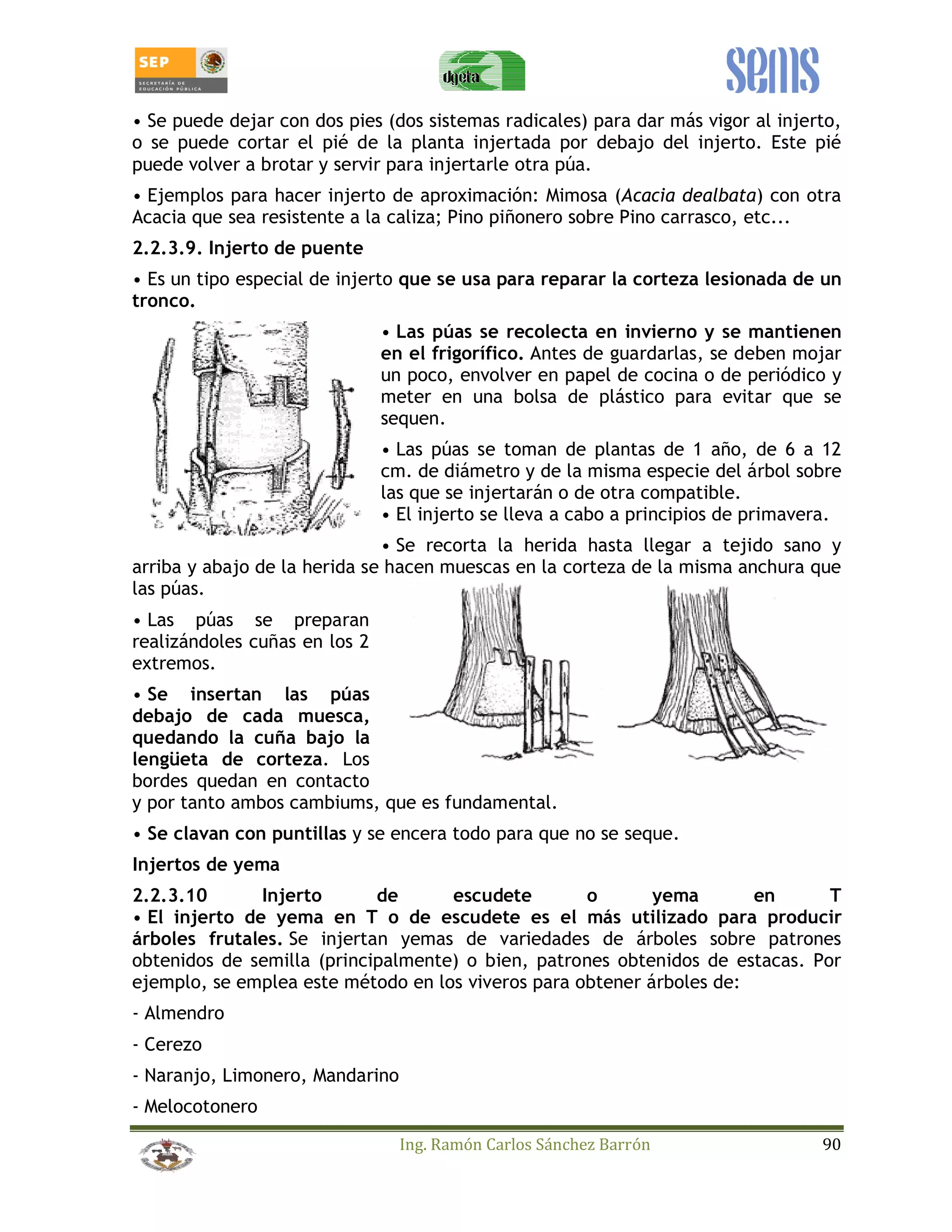 • Se puede dejar con dos pies (dos sistemas radicales) para dar más vigor al injerto, 
o se puede cortar el pié de la planta injertada por debajo del injerto. Este pié 
puede volver a brotar y servir para injertarle otra púa. 
• Ejemplos para hacer injerto de aproximación: Mimosa (Acacia dealbata) con otra 
Acacia que sea resistente a la caliza; Pino piñonero sobre Pino carrasco, etc... 
2.2.3.9. Injerto de puente 
• Es un tipo especial de injerto que se usa para reparar la corteza lesionada de un 
tronco. 
• Las púas se recolecta en invierno y se mantienen 
en el frigorífico. Antes de guardarlas, se deben mojar 
un poco, envolver en papel de cocina o de periódico y 
meter en una bolsa de plástico para evitar que se 
sequen. 
• Las púas se toman de plantas de 1 año, de 6 a 12 
cm. de diámetro y de la misma especie del árbol sobre 
las que se injertarán o de otra compatible. 
• El injerto se lleva a cabo a principios de primavera. 
• Se recorta la herida hasta llegar a tejido sano y 
arriba y abajo de la herida se hacen muescas en la corteza de la misma anchura que 
las púas. 
• Las púas se preparan 
realizándoles cuñas en los 2 
extremos. 
• Se insertan las púas 
debajo de cada muesca, 
quedando la cuña bajo la 
lengüeta de corteza. Los 
bordes quedan en contacto 
y por tanto ambos cambiums, que es fundamental. 
• Se clavan con puntillas y se encera todo para que no se seque. 
Injertos de yema 
2.2.3.10 Injerto de escudete o yema en T 
• El injerto de yema en T o de escudete es el más utilizado para producir 
árboles frutales. Se injertan yemas de variedades de árboles sobre patrones 
obtenidos de semilla (principalmente) o bien, patrones obtenidos de estacas. Por 
ejemplo, se emplea este método en los viveros para obtener árboles de: 
- Almendro 
- Cerezo 
- Naranjo, Limonero, Mandarino 
- Melocotonero 
Ing. Ramón Carlos Sánchez Barrón 90 
 