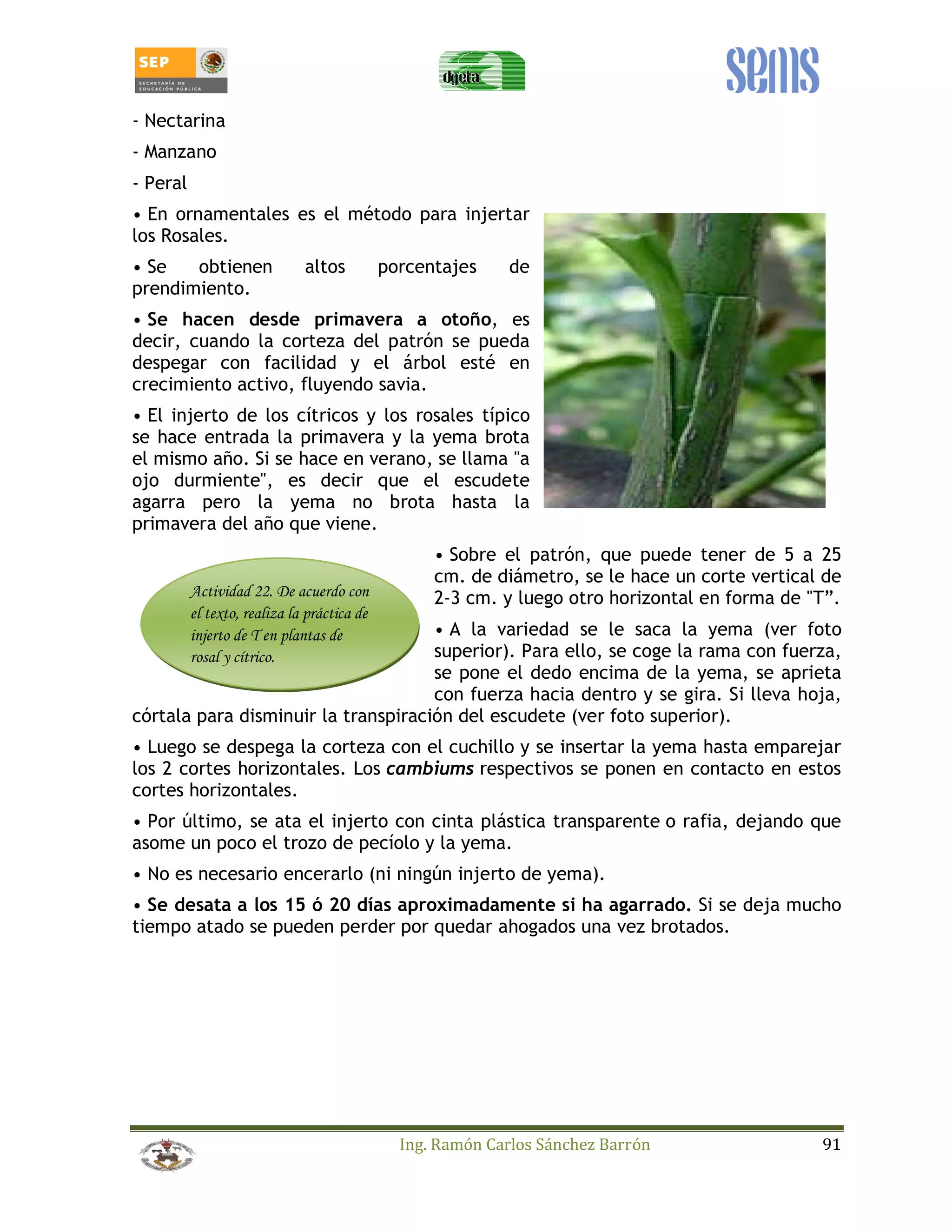 - Nectarina 
- Manzano 
- Peral 
• En ornamentales es el método para injertar 
los Rosales. 
• Se obtienen altos porcentajes de 
prendimiento. 
• Se hacen desde primavera a otoño, es 
decir, cuando la corteza del patrón se pueda 
despegar con facilidad y el árbol esté en 
crecimiento activo, fluyendo savia. 
• El injerto de los cítricos y los rosales típico 
se hace entrada la primavera y la yema brota 
el mismo año. Si se hace en verano, se llama a 
ojo durmiente, es decir que el escudete 
agarra pero la yema no brota hasta la 
primavera del año que viene. 
• Sobre el patrón, que puede tener de 5 a 25 
cm. de diámetro, se le hace un corte vertical de 
2-3 cm. y luego otro horizontal en forma de T”. 
• A la variedad se le saca la yema (ver foto 
superior). Para ello, se coge la rama con fuerza, 
se pone el dedo encima de la yema, se aprieta 
con fuerza hacia dentro y se gira. Si lleva hoja, 
córtala para disminuir la transpiración del escudete (ver foto superior). 
• Luego se despega la corteza con el cuchillo y se insertar la yema hasta emparejar 
los 2 cortes horizontales. Los cambiums respectivos se ponen en contacto en estos 
cortes horizontales. 
• Por último, se ata el injerto con cinta plástica transparente o rafia, dejando que 
asome un poco el trozo de pecíolo y la yema. 
• No es necesario encerarlo (ni ningún injerto de yema). 
• Se desata a los 15 ó 20 días aproximadamente si ha agarrado. Si se deja mucho 
tiempo atado se pueden perder por quedar ahogados una vez brotados. 
Ing. Ramón Carlos Sánchez Barrón 91 
Actividad 22. De acuerdo con 
el texto, realiza la práctica de 
injerto de T en plantas de 
rosal y cítrico. 
 
