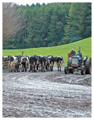 Periodo de transición y su impacto en la salud y bienestar de vacas lecheras
MANUAL DE MANEJO Y BIENESTAR DE LA VACA LECHERA
12
 