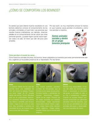 Periodo de transición y su impacto en la salud y bienestar de vacas lecheras
MANUAL DE MANEJO Y BIENESTAR DE LA VACA LECHERA
16
Es sabido que para obtener buenos resultados en una
lechería debemos conocer el comportamiento de los
animales y brindarles un buen trato. Las personas que
resultan buenos ordeñadores, por ejemplo, observan
detalles en el comportamiento de las vacas que otras
personas ignoran, y pueden lograr que las vacas ingre-
sen solas a la sala, sin tener que salir del pozo para
arrearlas.
Cómo perciben el mundo las vacas…
Como todos los animales de presa, los bovinos, tienen adaptados sus sentidos para estar permanentemente aler-
tas y vigilando por la posible presencia de un depredador. Por eso tienen:
¿CÓMO SE COMPORTAN LOS BOVINOS?
Somos animales
sociales y dentro
de un grupo
tenemos jerarquías
Oído:
Muy buena audición, perciben
sonidos de frecuencias que el
hombre no es capaz de escuchar.
Sonidos fuertes y estridentes los
asustan. Movimiento indepen-
diente de las orejas. Posición de
las orejas asociada con estados
emocionales, orejas apuntando
hacia atrás indican miedo o agre-
sión; orejas hacia arriba denotan
alerta, vigilancia. Orejas caídas,
pueden indicar que el animal está
enfermo.
Olfato
Sentido muy desarrollado. A tra-
vés del olfato los bovinos iden-
tifican y reconocen a miembros
del grupo, a animales en celo, a
su cría, a predadores y lugares.
Cuando se asustan liberan sus-
tancias producidas por glándulas
ubicadas entre las pezuñas, que
a su vez son percibidas por otros
animales del grupo y desencade-
nan una respuesta de miedo.
Vista
La posición lateral de los ojos les
permite tener una visibilidad de
330° sin mover la cabeza. Poseen
una zona “ciega” de 30° situada
detrás del animal. Tienen dificultad
para ver en profundidad, desnive-
les o sombras. Perciben los colores
rojo, blanco y amarillo, pero el azul,
verde y negro lo ven como un solo
tono. Muy sensibles a cambios de
intensidad de luz, se mueven mejor
hacia zonas bien iluminadas.
Por esa razón, es muy importante conocer la manera
en que nuestras vacas perciben el ambiente y cómo
nos perciben a nosotros.
 