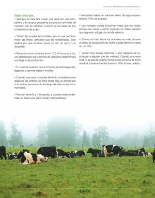 Capítulo 2. Entendiendo a nuestras vacas…
17
Sabía usted que…
• Siempre es más fácil mover una vaca con una com-
pañera o en grupos pequeños porque son animales de
manada que se estresan cuando se los aísla de sus
compañeros de grupo.
• Tienen las pupilas horizontales, por lo que perciben
mejor las líneas verticales que las horizontales. Esto
explica por qué muchas veces no ven un cerco y lo
atropellan.
• Necesitan estar echadas entre 12 á 14 horas por día,
una disminución en el tiempo de descanso determinará
una baja en la producción.
• En pastura invierten de 4 a 14 horas al día forrajeando,
llegando a caminar hasta 4 km/día.
• Cuando una vaca no recibe alimento inmediatamente
después del ordeño, se echa antes que un animal que
si lo recibe, aumentando el riesgo de infecciones intra-
mamarias.
• Rumian entre 6 a 9 horas/día, y cuando están enfer-
mas, en celo o por parir rumian menos tiempo.
• Necesitan beber un volumen diario de agua equiva-
lente al 7-9% de su peso.
• Las mangas curvas funcionan mejor que las rectas
porque las vacas cuando ingresan en éstas piensan
que regresan al lugar de donde salieron.
• Cuando el trato hacia los animales es malo durante
el arreo, la producción de leche puede disminuir hasta
en un 10%.
• Tienen muy buena memoria, y son capaces de re-
conocer a alguien que las maltrató. Cuando una vaca
está en la sala de ordeño frente a esta persona, la leche
residual puede aumentar hasta en 70% en ese ordeño.
17
 