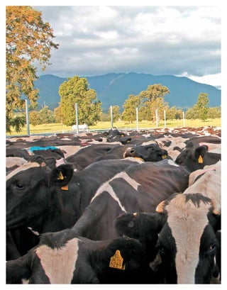 Periodo de transición y su impacto en la salud y bienestar de vacas lecheras
MANUAL DE MANEJO Y BIENESTAR DE LA VACA LECHERA
18
 
