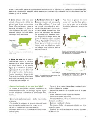 Capítulo 2. Entendiendo a nuestras vacas…
19
Mover a los animales puede ser muy estresante si el manejo no es correcto, o no contamos con las instalaciones
adecuadas. Sin embargo podemos utilizar algunos principios del comportamiento natural de un bovino que nos
pueden ayudar en la tarea.
1. Zona ciega: está zona está
ubicada directamente detrás del
animal, fuera de su campo visual
(figura 1). Por dicha razón, nunca se
aproxime a una vaca por detrás, si
lo hace el animal no lo verá, pero se
asustará. Siempre ubíquese dentro
del campo visual del animal.
Figura 1. Zona ciega de un bovino localizada de-
trás del animal.
Figura 3. Persona ubicada dentro de la zona de
fuga del animal, en el campo visual y detrás del
punto de equilibrio, el animal avanzará.
Figura 4. Persona ubicada dentro de la zona de
fuga del animal, en el campo visual y delante del
punto de equilibrio, el animal retrocederá.
Figura 2. Persona parada fuera de la zona de fuga
del animal, el animal no se moverá.
2. Zona de fuga: es el espacio
personal que delimita la distancia
mínima que un animal permite que
nos acerquemos a él sin retirarse
(figura 2). El tamaño de la zona de
fuga depende de la raza del animal,
del temperamento y de las expe-
riencias previas con las personas.
En una vaca de lechería habituada
al contacto humano, la distancia de
fuga debería ser menor a 1m.
3. Punto de balance o de equili-
brio: se encuentra a la altura de la
cruz del animal (figura 2). Un animal
se moverá, retrocediendo o avan-
zando de acuerdo a dónde una per-
sona se ubique en relación a este
punto. De este modo, los animales
se moverán hacia adelante cuan-
do el operario se ubique detrás del
punto de balance e ingrese a la zona
de fuga (figura 3). En contraste, para
lograr que un animal retroceda, se
deberá parar por delante del punto
de balance, en el borde de la zona
de fuga (figura 4).
Zona ciega
Punto de balance
Zona de fuga
¿Cómo podemos saber si una vaca tiene dolor?
Los bovinos al ser animales de presa, manifiestan de
forma limitada el dolor. Sin embargo, algunos signos
pueden ayudarnos a identificar un animal con dolor.
Veamos…
• Disminución de la locomoción y de los movimientos
en general.
• Disminución de la ingesta de alimento (se puede ver el
flanco izquierdo hundido debido al rumen vacío).
• Apatía, no responde a estímulos externos.
• Cambios en la postura normal del animal (lordosis,
postura rígida).
• Aumento de la frecuencia cardíaca, respiración pro-
funda y prolongada, temblor.
• Aumento del área blanca del ojo (esclerótica), se hace
más visible,
• Puede haber reacciones violentas al manejo.
• Rechinar de dientes (bruxismo).
• Pobre condición del pelo (duro, desordenado, descui-
dado), sin acicalarse.
• Quejidos, vocalización atípica.
• Disminución de las interacciones sociales con otras
vacas del grupo.
• Ausencia de monta a otras vacas en celo, tampoco
se deja montar.
Para mover al ganado se puede
ayudar con una bandera, plume-
ro, o de un palo con una botella
de plástico adherida a la punta del
mismo.
 