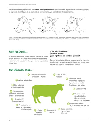 Periodo de transición y su impacto en la salud y bienestar de vacas lecheras
MANUAL DE MANEJO Y BIENESTAR DE LA VACA LECHERA
20
Recientemente se propuso una Escala de dolor para bovinos que considera: la posición de la cabeza y orejas,
la expresión facial (figura 5), la respuesta al acercamiento, y la posición del dorso del animal.
a c
b
Figura 5. Escala de dolor para bovinos donde (a) animal relajado sin dolor ; (b) y (c) animal con dolor, orejas bajas, similar a las de un cordero, y en (c) hacia atrás,
mirada tensa, pliegues en los músculos faciales y sobre la línea de los ojos, fosas nasales dilatadas (Adaptado de Gleerup y col. 2015. Applied Animal Behavior
Science 171, 25-32).
PARA RECORDAR…
Sus vacas transmiten continuamente señales de cómo
están, depende de usted entenderlas. Para eso obser-
ve diariamente a sus animales y al hacerlo hágase tres
preguntas:
UNA VACA SANA TIENE…
¿Qué veo? Qué huelo?
¿Por qué ocurre?
¿Qué significan los cambios que veo?
Es muy importante detectar tempranamente cambios
en el comportamiento y apariencia de sus vacas, para
ello tenga en cuenta los siguientes puntos:
Temperatura corporal
entre 38,0 - 39,0°C
Rumia de 6 a 9
horas/día
Ojos brillantes,
sin descarga ocular
Buena condición
corporal entre
2,5 - 3,5
Pezones sanos,
sin callosidades,
ubre sin edema,
ni manchas de sangre
Sin salivación
excesiva, ni jadeo
Articulaciones sin
signos de inflamación,
ni falta de pelo
Heces con anillos
concéntricos y pequeña
depresión en el medio.
Se adhiere a sus botas
Pezuñas sanas,
peso bien distribuido
en las 4 extremidades
Actitud activa, alerta
Respiración normal
10 a 30 veces/ min. Sin tos
Dorso derecho
Buen llenado
ruminal
Pelaje
brillante,
sin lesiones
 