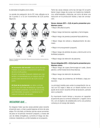 Periodo de transición y su impacto en la salud y bienestar de vacas lecheras
MANUAL DE MANEJO Y BIENESTAR DE LA VACA LECHERA
24
la densidad energética de la dieta.
La escala de evaluación de la CC más utilizada es la
de 5 puntos (1 a 5) con incrementos de 0,25 puntos
(figura 2).
Figura 2. Condiciones Corporales Típicas de vacas durante el ciclo productivo.
Fuente: ELANCO
2.50
2.00 2.75 3.00
3.25 3.50 3.75
Al momento del secado: para vacas de raza
Holstein, la condición corporal (CC) óptima es
de 3,0 a 3,25 puntos
Al parto: el puntaje al secado debería ser man-
tenido o incrementado en un máximo de 0,25
puntos para alcanzar la CC de 3,25 a 3,5 al
parto.
Al final de la lactancia: se debe controlar
la CC a los 200 días de lactancia, cuando las
vacas deben presentar una CC de 2,5 a 2,75,
permitiéndoles recuperar o mantener la CC
hasta el momento del secado.
Recuerde que…
Es riesgoso tratar que las vacas pierdan peso durante
el periodo seco, si bien puede lograrse al inicio de esta
etapa. Por otro lado, el intentar que las vacas aumenten
de peso en el periodo transición preparto, a través del
uso de dietas energéticas, aumenta el riesgo de des-
órdenes metabólicos y enfermedades en el posparto.
Tanto las vacas obesas como las de baja CC al parto
tienen mayor riesgo de cursar con trastornos metabóli-
cos, enfermedades y distocias, así como de tener una
reducción en la producción láctea y tasa de concep-
ción.
Vacas obesas (CC > 3,5) al parto presentan pro-
blemas como:
• Mayor dificultad al parto.
• Mayor riesgo de lesiones vaginales y hemorragias.
• Mayor riesgo de paresia puerperal hipocalcémica.
• Mayor riesgo de cetosis y desplazamiento de abo-
maso.
• Mayor inmunosupresión posparto.
• Mayor riesgo de pérdida de peso y disminución en la
fertilidad posparto.
• Mayor riesgo de retención de placenta.
Vacas delgadas (CC < 2,5) al parto presentan pro-
blemas como:
• Mayor riesgo de cojera (hemorragia en suela, úlcera
plantar y enfermedad de la línea blanca).
• Mayor riesgo de retención de placenta.
• Mayor riesgo de problemas de fertilidad y baja pro-
ducción.
La principal medida para evitar la presentación de va-
cas con CC bajas o altas en un rebaño lechero es el
ajuste de la ración durante el final de lactación, periodo
seco y preparto.
Es importante invertir tiempo y recursos en capacitar
al personal para la correcta evaluación y registro de la
CC, con el objetivo de establecerla como una práctica
rutinaria en el manejo del rebaño.
 