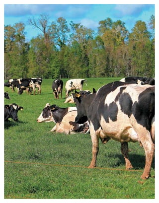 Periodo de transición y su impacto en la salud y bienestar de vacas lecheras
MANUAL DE MANEJO Y BIENESTAR DE LA VACA LECHERA
26
 