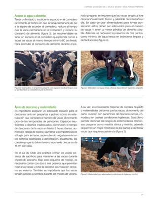 Capítulo 3. Cuidados de la vaca al secado y en el periodo preparto
27
Acceso al agua y alimento
Tener un limitado o insuficiente espacio en el comedero
incrementa el tiempo en que la vaca permanece de pie
a la espera de acceder al comedero, reduce el tiempo
que la vaca permanece en el comedero y reduce su
consumo de alimento (figura 3). Lo recomendable es
tener un espacio en el comedero que permita comer a
todas las vacas al mismo tiempo (mínimo 80 cm lineal).
Para estimular el consumo de alimento durante el pe-
riodo preparto se requiere que las vacas tengan a libre
disposición alimento fresco y palatable durante todo el
día. En caso de usar alimentadores para forraje con-
servado, estos deben ser adecuados para el número
de vacas y tener la menor pérdida de alimento posi-
ble. Además, es necesario la presencia de dos puntos,
como mínimo, de agua fresca en bebederos limpios y
de fácil acceso (figura 4).
Figura 3. Comedero en el potrero preparto con espacio insuficiente por vaca
lo que favorece la competencia por el alimento.
Figura 4. Bebedero con agua limpia y fresca disponible en el potrero preparto.
A su vez, es conveniente disponer de corrales de parto
o maternidades de forma que las vacas, al momento del
parto, cuenten con superficies de descanso secas, có-
modas y en buenas condiciones higiénicas. Esto último
permite disminuir los riesgos de enfermedades infeccio-
sas posparto como mastitis clínica y metritis, además
de permitir un mejor monitoreo de los partos e identificar
vacas que requieran asistencia (figura 5).
Áreas de descanso y maternidades
Es importante asegurar un adecuado espacio para el
descanso tanto en prepartos a potrero como en esta-
bulación que considere el número de vacas al momento
pico de las temporadas de pariciones. Espacios insu-
ficientes o diseños inadecuados disminuyen el tiempo
de descanso de la vaca en hasta 5 horas diarias, au-
menta el riesgo de cojera y aumenta la competencia por
el lugar para echarse, repercutiendo negativamente en
los tiempos destinados a alimentación. Idealmente, los
corrales preparto deben tener una zona de descanso de
15 m2
por vaca.
En el sur de Chile una práctica común es utilizar po-
treros de sacrificio para mantener a las vacas durante
el periodo preparto. Bajo este esquema de manejo, es
necesario contar con dos o tres potreros que permitan
rotar a las vacas y evitar la excesiva acumulación de ba-
rro en invierno. También es importante que las vacas
tengan acceso a sombra durante los meses de verano. Figura 5. Maternidad con adecuadas condiciones de higiene y confort.
 