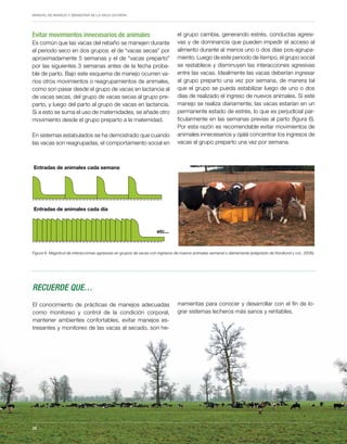 Periodo de transición y su impacto en la salud y bienestar de vacas lecheras
MANUAL DE MANEJO Y BIENESTAR DE LA VACA LECHERA
28
el grupo cambia, generando estrés, conductas agresi-
vas y de dominancia que pueden impedir el acceso al
alimento durante al menos uno o dos días pos-agrupa-
miento. Luego de este periodo de tiempo, el grupo social
se restablece y disminuyen las interacciones agresivas
entre las vacas. Idealmente las vacas deberían ingresar
al grupo preparto una vez por semana, de manera tal
que el grupo se pueda estabilizar luego de uno o dos
días de realizado el ingreso de nuevos animales. Si este
manejo se realiza diariamente, las vacas estarían en un
permanente estado de estrés, lo que es perjudicial par-
ticularmente en las semanas previas al parto (figura 6).
Por esta razón es recomendable evitar movimientos de
animales innecesarios y ojalá concentrar los ingresos de
vacas al grupo preparto una vez por semana.
Evitar movimientos innecesarios de animales
Es común que las vacas del rebaño se manejen durante
el periodo seco en dos grupos: el de “vacas secas” por
aproximadamente 5 semanas y el de “vacas preparto”
por las siguientes 3 semanas antes de la fecha proba-
ble de parto. Bajo este esquema de manejo ocurren va-
rios otros movimientos o reagrupamientos de animales,
como son pasar desde el grupo de vacas en lactancia al
de vacas secas, del grupo de vacas secas al grupo pre-
parto, y luego del parto al grupo de vacas en lactancia.
Si a esto se suma el uso de maternidades, se añade otro
movimiento desde el grupo preparto a la maternidad.
En sistemas estabulados se ha demostrado que cuando
las vacas son reagrupadas, el comportamiento social en
Figura 6. Magnitud de interacciones agresivas en grupos de vacas con ingresos de nuevos animales semanal o diariamente (adaptado de Nordlund y col., 2006).
Entradas de animales cada semana
Entradas de animales cada día
etc...
Recuerde que…
El conocimiento de prácticas de manejos adecuadas
como monitoreo y control de la condición corporal,
mantener ambientes confortables, evitar manejos es-
tresantes y monitoreo de las vacas al secado, son he-
rramientas para conocer y desarrollar con el fin de lo-
grar sistemas lecheros más sanos y rentables. 
28
 