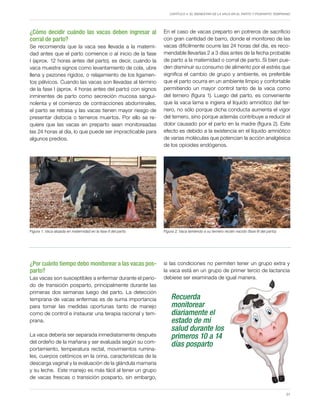 Capítulo 4. El bienestar de la vaca en el parto y posparto temprano
31
¿Cómo decidir cuándo las vacas deben ingresar al
corral de parto?
Se recomienda que la vaca sea llevada a la materni-
dad antes que el parto comience o al inicio de la fase
I (aprox. 12 horas antes del parto), es decir, cuando la
vaca muestra signos como levantamiento de cola, ubre
llena y pezones rígidos, o relajamiento de los ligamen-
tos pélvicos. Cuando las vacas son llevadas al término
de la fase I (aprox. 4 horas antes del parto) con signos
inminentes de parto como secreción mucosa sangui-
nolenta y el comienzo de contracciones abdominales,
el parto se retrasa y las vacas tienen mayor riesgo de
presentar distocia o terneros muertos. Por ello se re-
quiere que las vacas en preparto sean monitoreadas
las 24 horas al día, lo que puede ser impracticable para
algunos predios.
En el caso de vacas preparto en potreros de sacrificio
con gran cantidad de barro, donde el monitoreo de las
vacas difícilmente ocurre las 24 horas del día, es reco-
mendable llevarlas 2 a 3 días antes de la fecha probable
de parto a la maternidad o corral de parto. Si bien pue-
den disminuir su consumo de alimento por el estrés que
significa el cambio de grupo y ambiente, es preferible
que el parto ocurra en un ambiente limpio y confortable
permitiendo un mayor control tanto de la vaca como
del ternero (figura 1). Luego del parto, es conveniente
que la vaca lama e ingiera el líquido amniótico del ter-
nero, no sólo porque dicha conducta aumenta el vigor
del ternero, sino porque además contribuye a reducir el
dolor causado por el parto en la madre (figura 2). Este
efecto es debido a la existencia en el líquido amniótico
de varias moléculas que potencian la acción analgésica
de los opioides endógenos.
Figura 1. Vaca alojada en maternidad en la fase II del parto. Figura 2. Vaca lamiendo a su ternero recién nacido (fase III del parto).
¿Por cuánto tiempo debo monitorear a las vacas pos-
parto?
Las vacas son susceptibles a enfermar durante el perio-
do de transición posparto, principalmente durante las
primeras dos semanas luego del parto. La detección
temprana de vacas enfermas es de suma importancia
para tomar las medidas oportunas tanto de manejo
como de control e instaurar una terapia racional y tem-
prana.
La vaca debería ser separada inmediatamente después
del ordeño de la mañana y ser evaluada según su com-
portamiento, temperatura rectal, movimientos rumina-
les, cuerpos cetónicos en la orina, características de la
descarga vaginal y la evaluación de la glándula mamaria
y su leche. Este manejo es más fácil al tener un grupo
de vacas frescas o transición posparto, sin embargo,
Recuerda
monitorear
diariamente el
estado de mi
salud durante los
primeros 10 a 14
días posparto
si las condiciones no permiten tener un grupo extra y
la vaca está en un grupo de primer tercio de lactancia
debiese ser examinada de igual manera.
 