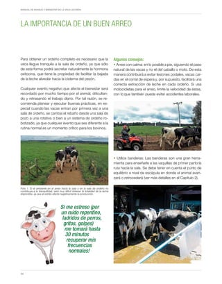 Periodo de transición y su impacto en la salud y bienestar de vacas lecheras
MANUAL DE MANEJO Y BIENESTAR DE LA VACA LECHERA
34
Para obtener un ordeño completo es necesario que la
vaca llegue tranquila a la sala de ordeño, ya que sólo
de esta forma podrá secretar naturalmente la hormona
oxitocina, que tiene la propiedad de facilitar la bajada
de la leche alveolar hacia la cisterna del pezón.
Cualquier evento negativo que afecte el bienestar será
recordado por mucho tiempo por el animal, dificultan-
do y retrasando el trabajo diario. Por tal razón, se re-
comienda planear y ejecutar buenas prácticas, en es-
pecial cuando las vacas entran por primera vez a una
sala de ordeño, se cambia el rebaño desde una sala de
pozo a una rotativa o bien a un sistema de ordeño ro-
botizado, ya que cualquier evento que sea diferente a la
rutina normal es un momento crítico para los bovinos.
Algunos consejos:
• Arree con calma: en lo posible a pie, siguiendo el paso
natural de las vacas y no el del caballo o moto. De esta
manera contribuirá a evitar lesiones podales, vacas caí-
das en el corral de espera y, por supuesto, facilitará una
correcta extracción de leche en cada ordeño. Si usa
motocicletas para el arreo, limite la velocidad de éstas,
con lo que también puede evitar accidentes laborales.
• Utilice banderas: Las banderas son una gran herra-
mienta para enseñarle a las vaquillas de primer parto la
ruta hacia la sala. Se debe tener en cuenta el punto de
equilibrio a nivel de escápula en donde el animal avan-
zará o retrocederá (ver más detalles en el Capítulo 2).
LA IMPORTANCIA DE UN BUEN ARREO
Foto 1. Si el ambiente en el arreo hacia la sala o en la sala de ordeño no
contribuye a la tranquilidad, será muy difícil obtener la totalidad de la leche
disponible, ya que el estrés afecta negativamente la producción.
Si me estreso (por
un ruido repentino,
ladridos de perros,
gritos, golpes)
me tomará hasta
30 minutos
recuperar mis
frecuencias
normales!
 