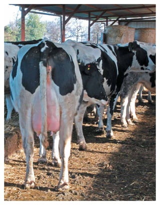 Periodo de transición y su impacto en la salud y bienestar de vacas lecheras
MANUAL DE MANEJO Y BIENESTAR DE LA VACA LECHERA
36
 