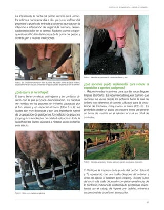 Capítulo 5. El ingreso a la sala de ordeño…
37
Foto 3. Ubre con materia orgánica.
La limpieza de la punta del pezón siempre será un fac-
tor crítico a considerar día a día, ya que el esfínter del
pezón es la puerta de entrada a bacterias que causan la
infección e inflamación de la glándula mamaria, desen-
cadenando dolor en el animal. Factores como la hiper-
queratosis dificultan la limpieza de la punta del pezón y
contribuyen a nuevas infecciones.
¿Qué ocurre si no lo hago?
El barro tiene un efecto astringente y en contacto di-
recto con la piel produce deshidratación. Es habitual
ver heridas en los pezones en invierno causadas por
el frío, viento y en especial el barro (fotos 3 y 4), las
cuales son muy dolorosas y son una importante fuente
de propagación de patógenos. Un sellador de pezones
(dipping) con emolientes de calidad aplicado en toda la
superficie del pezón, ayudará a hidratar la piel evitando
este efecto.
Foto 2. Es fundamental limpiar bien la punta del pezón antes de cada ordeño,
especialmente en los que presentan irregularidades anatómicas en el esfínter.
Foto 4. Heridas en pezones a causa del barro y frío.
¿Qué acciones puedo implementar para reducir la
exposición a agentes patógenos?
1. Mejore veredas y caminos para que las vacas lleguen
limpias al ordeño: Es recomendable que el camino que
recorren las vacas desde los potreros hacia la sala de
ordeño sea diferente al camino utilizado para la circu-
lación de tractores, maquinarias o autos (foto 5). Es
preferible perder un poco de pradera antes de generar
un brote de mastitis en el rebaño, el cual es difícil de
controlar.
2. Verifique la limpieza de la punta del pezón (fotos 6
y 7) repasando con una toalla después de ordeñar y
antes de aplicar el sellador post-dipping. En este punto
de la rutina la toalla debe salir completamente limpia, de
lo contrario, indicaría la existencia de problemas impor-
tantes con el trabajo de higiene pre- ordeño, entrene a
su personal de ordeño en este punto!
Foto 5. Veredas amplias y limpias siempre serán una buena inversión.
 