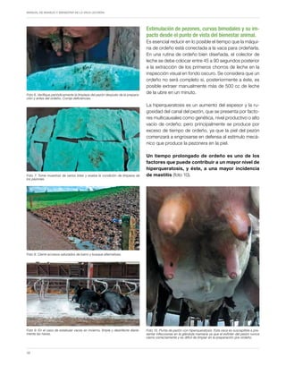 Periodo de transición y su impacto en la salud y bienestar de vacas lecheras
MANUAL DE MANEJO Y BIENESTAR DE LA VACA LECHERA
38
Foto 6. Verifique periódicamente la limpieza del pezón después de la prepara-
ción y antes del ordeño. Corrija deficiencias.
Foto 9. En el caso de estabular vacas en invierno, limpie y desinfecte diaria-
mente las naves.
Foto 7. Tome muestras de varios lotes y evalúe la condición de limpieza de
los pezones.
Foto 8. Cierre accesos saturados de barro y busque alternativas.
Estimulación de pezones, curvas bimodales y su im-
pacto desde el punto de vista del bienestar animal.
Es esencial reducir en lo posible el tiempo que la máqui-
na de ordeño está conectada a la vaca para ordeñarla.
En una rutina de ordeño bien diseñada, el colector de
leche se debe colocar entre 45 a 90 segundos posterior
a la extracción de los primeros chorros de leche en la
inspección visual en fondo oscuro. Se considera que un
ordeño no será completo si, posteriormente a éste, es
posible extraer manualmente más de 500 cc de leche
de la ubre en un minuto.
La hiperqueratosis es un aumento del espesor y la ru-
gosidad del canal del pezón, que se presenta por facto-
res multicausales como genética, nivel productivo o alto
vacío de ordeño; pero principalmente se produce por
exceso de tiempo de ordeño, ya que la piel del pezón
comenzará a engrosarse en defensa al estímulo mecá-
nico que produce la pezonera en la piel.
Un tiempo prolongado de ordeño es uno de los
factores que puede contribuir a un mayor nivel de
hiperqueratosis, y éste, a una mayor incidencia
de mastitis (foto 10).
Foto 10. Punta de pezón con hiperqueratosis. Esta vaca es susceptible a pre-
sentar infecciones en la glándula mamaria ya que el esfínter del pezón nunca
cierra correctamente y es difícil de limpiar en la preparación pre-ordeño.
 