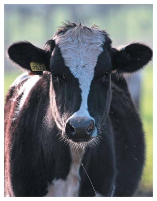 Periodo de transición y su impacto en la salud y bienestar de vacas lecheras
MANUAL DE MANEJO Y BIENESTAR DE LA VACA LECHERA
40
 