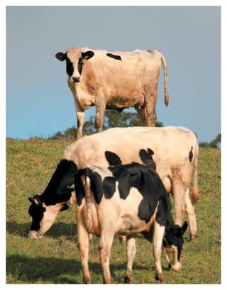 Periodo de transición y su impacto en la salud y bienestar de vacas lecheras
MANUAL DE MANEJO Y BIENESTAR DE LA VACA LECHERA
42
 