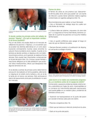 Capítulo 5. El ingreso a la sala de ordeño…
43
Cobertura de dipping insuficiente en cuartos delanteros e irregular en cuartos
traseros.
Si decido cambiar de principio activo del sellador de
pezones “dipping”. ¿Por qué es importante cambiar-
lo de forma paulatina?
Hoy en día existe una amplia oferta en el mercado de
selladores de pezones o “dipping”, y no es extraño que
se prueben las distintas alternativas en un corto plazo
buscando erróneamente muchas veces encontrar la
solución final al problema de la mastitis. Cuando en la
lechería se decide cambiar un dipping a otro con distin-
tos principios activos, por lo general, se realiza en forma
abrupta. Esto puede traer importantes consecuencias
en la piel del pezón (foto 13), e incluso causar heridas y
reacciones alérgicas por la alta exfoliación que produ-
cen estos medicamentos, efecto que desaparece tras
algunas semanas de uso.
Si se decide a cambiar de principio activo debe tener la
precaución de realizarlo en forma paulatina, alternando
un dipping en el ordeño de la mañana y otro en el de
la tarde por al menos una semana. Esto aminorará el
efecto de resecamiento de la piel y la exfoliación no será
tan marcada.
Foto 13. Renovación de la piel del pezón tras cambio abrupto de un dipping
de 5000 ppm de Iodo a otro de 10.000 ppm. La piel muerta es una fuente
de infección si no se limpia adecuadamente y el pezón queda susceptible a
presentar heridas.
Flameo de ubres
El flameo de ubres es una práctica que, básicamen-
te elimina pelos de la ubre que pueden ser una fuente
de infección cuando tienen adherido materia orgánica
contaminada con agentes patógenos (foto 14).
Recomendaciones para realizar un buen flameado
• Use un flameador de vástago largo los cuales son
más fáciles de manejar.
• La llama debe ser potente y expuesta a la ubre sólo
por 1 o 2 segundos en forma intermitente, teniendo cui-
dado de no quemar los pezones con la punta metálica
del flameador.
• Use un guante antiflamas para apagar el fuego en
caso de que se inflamen los pelos.
• Siempre flamear posterior a la aplicación de dipping,
el cual ayuda a proteger el pezón.
¿Qué ocurre si no realizo una mantención programa-
da y un monitoreo activo de mi equipo de ordeño?
Comenzarán a aparecer problemas desde ordeños len-
tos y extendidos por fugas de vacío, imperceptibles en
un comienzo sin instrumental adecuado (vacioscopio),
que puede gatillar en un mediano plazo, problemas de
bienestar animal como:
• Aparición de hiperqueratosis en la punta del pezón
por exceder el tiempo adecuado de ordeño.
• Pezones congestivos (foto 15).
• Dolor que se traduce en retención de leche en la ubre.
• Daño en la punta del pezón.
Foto 14. Tener siempre la precaución de flamear rápidamente en forma inter-
mitente, sin quemar la ubre ni los pezones con la llama o el vástago caliente.
 