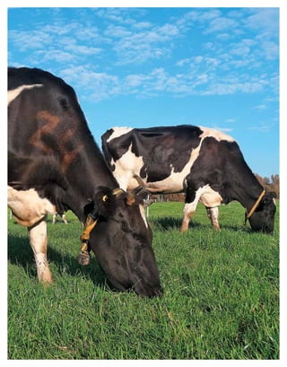 Periodo de transición y su impacto en la salud y bienestar de vacas lecheras
MANUAL DE MANEJO Y BIENESTAR DE LA VACA LECHERA
44
 
