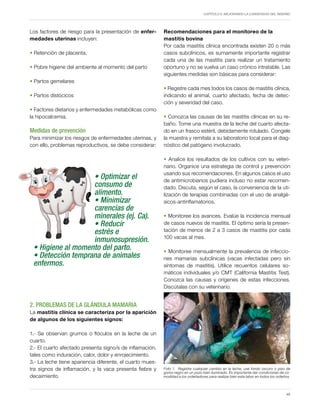Capítulo 6. Mejorando la longevidad del rebaño
49
Los factores de riesgo para la presentación de enfer-
medades uterinas incluyen:
• Retención de placenta,
• Pobre higiene del ambiente al momento del parto
• Partos gemelares
• Partos distócicos
• Factores dietarios y enfermedades metabólicas como
la hipocalcemia.
Medidas de prevención
Para minimizar los riesgos de enfermedades uterinas, y
con ello, problemas reproductivos, se debe considerar:
2. Problemas de la Glándula Mamaria
La mastitis clínica se caracteriza por la aparición
de algunos de los siguientes signos:
1.- Se observan grumos o flóculos en la leche de un
cuarto.
2.- El cuarto afectado presenta signo/s de inflamación,
tales como induración, calor, dolor y enrojecimiento.
3.- La leche tiene apariencia diferente, el cuarto mues-
tra signos de inflamación, y la vaca presenta fiebre y
decaimiento.
• Optimizar el
consumo de
alimento.
• Minimizar
carencias de
minerales (ej. Ca).
• Reducir
estrés e
inmunosupresión.
• Higiene al momento del parto.
• Detección temprana de animales
enfermos.
Recomendaciones para el monitoreo de la
mastitis bovina
Por cada mastitis clínica encontrada existen 20 o más
casos subclínicos, es sumamente importante registrar
cada una de las mastitis para realizar un tratamiento
oportuno y no se vuelva un caso crónico intratable. Las
siguientes medidas son básicas para considerar:
• Registre cada mes todos los casos de mastitis clínica,
indicando el animal, cuarto afectado, fecha de detec-
ción y severidad del caso.
• Conozca las causas de las mastitis clínicas en su re-
baño. Tome una muestra de la leche del cuarto afecta-
do en un frasco estéril, debidamente rotulado. Congele
la muestra y remítala a su laboratorio local para el diag-
nóstico del patógeno involucrado.
• Analice los resultados de los cultivos con su veteri-
nario. Organice una estrategia de control y prevención
usando sus recomendaciones. En algunos casos el uso
de antimicrobianos pudiera incluso no estar recomen-
dado. Discuta, según el caso, la conveniencia de la uti-
lización de terapias combinadas con el uso de analgé-
sicos-antinflamatorios.
• Monitoree los avances. Evalúe la incidencia mensual
de casos nuevos de mastitis. El óptimo sería la presen-
tación de menos de 2 a 3 casos de mastitis por cada
100 vacas al mes.
• Monitoree mensualmente la prevalencia de infeccio-
nes mamarias subclínicas (vacas infectadas pero sin
síntomas de mastitis). Utilice recuentos celulares so-
máticos individuales y/o CMT (California Mastitis Test).
Conozca las causas y orígenes de estas infecciones.
Discútalas con su veterinario.
Foto 1. Registre cualquier cambio en la leche, use fondo oscuro o piso de
goma negro en un pozo bien iluminado. Es importante dar condiciones de co-
modidad a los ordeñadores para realizar bien esta labor en todos los ordeños.
 