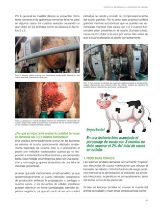 Capítulo 6. Mejorando la longevidad del rebaño
51
Por lo general las mastitis clínicas se presentan como
leves cambios en la apariencia normal de la leche, pero
en algunos casos los cuadros avanzan causando un
gran dolor en los animales como se observa en las fo-
tos 2 y 3.
¿Por qué es importante evaluar la cantidad de vacas
en lactancia con 3 y 2 cuartos funcionales?
Una práctica lamentablemente común en las lecherías
es eliminar el cuarto crónicamente afectado simple-
mente dejándolo de ordeñar (foto 4) o amputando el
pezón con métodos inadecuados cuando ya no res-
ponden a tratamientos antibacterianos y es demasiado
tarde. Esta medida de emergencia debe ser una excep-
ción y no la regla ya que es el resultado de una falta de
medidas preventivas.
A pesar que esta medida tiene un lado positivo, ya que
epidemiológicamente el cuarto infectado desaparece
de producción evitando la propagación y contagio a
cuartos sanos, y los recuentos de células somáticas
pueden disminuir en forma considerable, también as-
pectos negativos, ya que el cuarto al ser una unidad
individual se pierde y el resto no compensará la leche
del cuarto perdido. Por lo tanto, esta práctica conlleva
grandes mermas económicas que se pueden ver au-
mentadas mientras más vacas con 3 o 2 cuartos fun-
cionales estén presentes en el rebaño. Sumado a esto,
causa mucho dolor a la vaca por varios días antes de
que el cuarto afectado se atrofie completamente.
3. PROBLEMAS PODALES
Las lesiones podales llamadas comúnmente “cojeras”
son afecciones de causa multifactorial que afectan al
bienestar del rebaño. Entre los factores de riesgo pode-
mos mencionar la alimentación, el ambiente, los proce-
sos infecciosos, la genética y el comportamiento, tanto
del animal como de las personas.
Si bien las lesiones podales no causan la muerte del
animal lo invalidan y traen otras consecuencias como:
Foto 2. Mastitis clínica crónica con tratamiento inadecuado, inflamación del
cuarto afectado y laceración de la piel.
Foto 3. Laceración y muerte de tejido externo por tratamiento inadecuado. Es
nuestro deber ético evitar el sufrimiento innecesario de los animales realizan-
do las medidas correspondientes a tiempo.
Foto 4. Para prevenir la pérdida de cuartos la vigilancia activa es fundamental,
realizar diariamente una correcta rutina de ordeño, análisis de registros de
mastitis clínica, tratamientos oportunos y adecuados
Importante!
En una lechería bien manejada el
porcentaje de vacas con 3 cuartos no
debe superar el 2% del total de vacas
en ordeño.
 