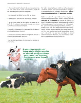 Periodo de transición y su impacto en la salud y bienestar de vacas lecheras
MANUAL DE MANEJO Y BIENESTAR DE LA VACA LECHERA
52
52
• Disminución de la fertilidad y de las manifestaciones
del celo en las vacas, con el consiguiente aumento de
los intervalos parto-preñez e inter-parto.
• Pérdida de la condición corporal de las vacas.
• Dolor crónico que afecta la producción de leche.
• Aumento del riesgo de eliminación temprana del re-
baño de animales con cojeras crónicas o graves, lo que
aumenta los costes de reemplazo.
• Disminución del valor de los animales de descarte por
presentar bajo peso corporal.
• Incremento del tiempo del personal para la atención y
manejo de los animales afectados.
• Aumento de gastos por atenciones veterinarias y me-
dicamentos.
Por todos estos motivos, el problema de las cojeras en
un rebaño lechero debe atenderse de forma integral y,
aunque su eliminación completa es muy difícil, debería-
mos reducirla a menos de un 5% de animales afectados.
Podemos evaluar la capacidad de una vaca para ca-
minar normalmente en forma simple y rápida utilizando
puntajes de locomoción. El puntaje de locomoción
es una escala de evaluación que ayuda a identificar el
nivel de cojera que presenta cada animal, incluso aque-
llas que recién comienzan a presentar el problema. La
evaluación se basa en la observación de la vaca deteni-
da y al caminar, enfocándose en la postura del su dor-
so. Para esto se utiliza una escala que evalúa al animal
de 1 a 5, donde 1 es una vaca normal y 5 un animal
severamente cojo. El terreno para llevar a cabo la eva-
luación debe ser plano y sin obstáculos.
Si quiere tener animales más
longevos debe brindarnos confort,
un adecuado manejo, monitorear
nuestra salud y así tendremos
buen bienestar y una larga vida
productiva!
 