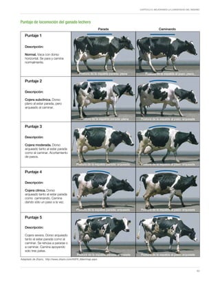 Capítulo 6. Mejorando la longevidad del rebaño
53
Puntaje de locomoción del ganado lechero
Postura de la espalda parada: plana Postura de la espalda al paso: plana
Postura de la espalda parada: plana
Postura de la espalda parada: arqueada Postura de la espalda al paso: arqueada
Postura de la espalda parada: arqueada
Postura de la espalda al paso: arqueada
Postura de la espalda parada: arqueada
Postura de la espalda al paso: arqueada
Adaptado de Zinpro, http://www.zinpro.com/ASPX_Main/map.aspx
Postura de la espalda al paso: arqueada
Descripción:
Normal. Vaca con dorso
horizontal. Se para y camina
normalmente.
Parada Caminando
Descripción:
Cojera subclínica. Dorso
plano al estar parada, pero
arqueado al caminar.
Descripción:
Cojera moderada. Dorso
arqueado tanto al estar parada
como al caminar. Acortamiento
de pasos.
Descripción:
Cojera clínica. Dorso
arqueado tanto al estar parada
como caminando. Camina
dando sólo un paso a la vez.
Descripción:
Cojera severa. Dorso arqueado
tanto al estar parada como al
caminar. Se rehúsa a pararse o
a caminar. Camina apoyando
solo tres patas.
Puntaje 5
Puntaje 4
Puntaje 3
Puntaje 2
Puntaje 1
 