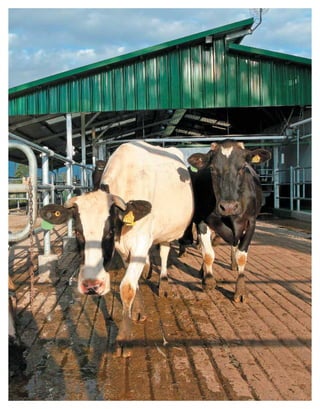 Periodo de transición y su impacto en la salud y bienestar de vacas lecheras
MANUAL DE MANEJO Y BIENESTAR DE LA VACA LECHERA
54
 