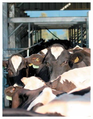 Periodo de transición y su impacto en la salud y bienestar de vacas lecheras
MANUAL DE MANEJO Y BIENESTAR DE LA VACA LECHERA
56
 