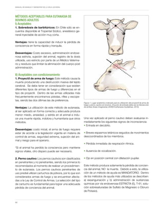 Periodo de transición y su impacto en la salud y bienestar de vacas lecheras
MANUAL DE MANEJO Y BIENESTAR DE LA VACA LECHERA
60
MÉTODOS ACEPTABLES PARA EUTANASIA DE
BOVINOS ADULTOS
I) Aceptables
1. Sobredosis de barbitúricos: En Chile sólo se en-
cuentra disponible el Tiopental Sódico, anestésico ge-
neral inyectable de acción muy corta.
Ventajas: tiene la capacidad de inducir la pérdida de
consciencia en forma rápida y tranquila.
Desventajas: Costo excesivo, administración endove-
nosa estricta, sujeción del animal, registro de la dosis
utilizada, uso estricto por parte de un Médico Veterina-
rio y residuos que limitan la eliminación del cuerpo post
administración.
II) Aceptables con condicionamiento
1. Proyectil de arma de fuego: Este método causa la
muerte produciendo una destrucción masiva del tejido
cerebral. Se debe tener en consideración que existen
diferentes tipos de armas de fuego y diferencias en el
tipo de proyectil. Dentro de las armas utilizadas más
frecuentemente encontramos pistolas, rifles y escope-
tas, siendo las dos últimas las de preferencia.
Ventajas: La utilización de este método de eutanasia,
al ser aplicado en forma correcta y adecuada produce
menor miedo, ansiedad, y estrés en el animal e indu-
ce una muerte rápida, indolora y humanitaria que otros
métodos.
Desventajas: costo inicial, el arma de fuego requiere
estar de acorde a la legislación vigente en materia de
control de armas, seguridad extrema, sujeción del ani-
mal y riesgo para el operario.
*Si el animal ha perdido la consciencia pero mantiene
signos vitales, otro disparo puede ser necesario.
2. Perno cautivo: Los pernos cautivos son clasificados
en penetrantes y no penetrantes, siendo los primeros lo
recomendados al momento de realizar un procedimien-
to de eutanasia. Los pernos cautivos penetrantes de
uso predial utilizan cartuchos de pólvora, por lo que son
considerados armas de fuego y se encuentran afecta-
das a la Ley de Control de Armas. La selección del tipo
de cartucho es fundamental para lograr una adecuada
pérdida de conciencia del animal.
Una vez aplicado el perno cautivo deben evaluarse in-
mediatamente los siguientes signos de inconsciencia:
• Entrada en decúbito.
• Breves espasmos tetánicos seguidos de movimientos
descoordinados de los miembros.
• Pérdida inmediata de respiración rítmica.
• Ausencia de vocalización.
• Ojo en posición central con dilatación pupilar.
Este método produce solamente la pérdida de concien-
cia del animal, NO la muerte. Debido a esto, la utiliza-
ción de un método de ayuda es MANDATORIO. Dentro
de los métodos de ayuda más utilizados se describen:
a) exsanguinación y b) administración de sustancias
químicas por vía endovenosa ESTRICTA (Ej. T-61, solu-
ción sobresaturadas de Sulfato de Magnesio o Cloruro
de Potasio).
Figura 1. Lugar anatómico indicado para la utilización del proyectil de arma de
fuego y perno cautivo en bovinos. El punto de entrada debe ser la intersección
de ambas líneas imaginarias (AVMA Euthanasia Guidelines, 2013).
 