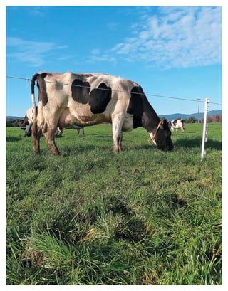 Periodo de transición y su impacto en la salud y bienestar de vacas lecheras
MANUAL DE MANEJO Y BIENESTAR DE LA VACA LECHERA
8
 