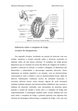 Manual de Massagem Terapêutica                    Mario-Paul Cassar




     Influência sobre o complexo de Golgi –
     receptor do alongamento


     Um segundo receptor, localizado na junção do músculo com seu
tendão, monitora a tensão exercida sobre o músculo contraído ou
imposta sobre ele por forças externas. O complexo de Golgi possui
filamentos que se enrolam em torno das fibras de colágeno do tendão e,
quando o músculo se contrai e o tendão é alongado, os filamentos são
distorcidos e estimulados a descarregar impulsos aferentes. Estes
ingressam na medula espinhal e na sinapse, com os interneurônios
conectando-se com o cérebro e com os motoneurônios locais. Além de
oferecer informações contínuas acerca da atividade muscular, o
neurônio aferente exerce outra função: alguns de seus terminais
também realizam sinapse com interneurônios inibidores, que causam a
inibição do músculo contraído; esse mecanismo de proteção opera
quando a tensão do tendão é muito alta e o complexo de Golgi está
superestimulado. A massagem também pode causar inibição por sua
ação sobre o complexo de Golgi: a pressão aplicada com algumas das
técnicas de massagem sobrecarrega o complexo de Golgi, e isto, por sua
 
