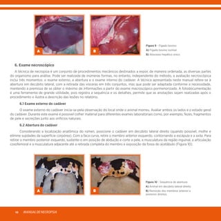 MANUALDENECROPSIA10
Figura 9 - Fígado bovino:
A) Fígado bovino normal.
B) Abscesso hepático único.
A B
	 6. Exame necroscópico
	 A técnica de necropsia é um conjunto de procedimentos mecânicos destinados a expor, de maneira ordenada, as diversas partes
do organismo para análise. Pode ser realizada de inúmeras formas, no entanto, independente do método, a avaliação necroscópica
inclui três momentos: o exame externo, a abertura e o exame interno do cadáver. A técnica apresentada neste manual refere-se à
abertura em decúbito lateral, com a retirada das vísceras em três conjuntos, mas que pode ser adaptada conforme a necessidade,
mantendo a premissa de se obter o máximo de informações a partir do exame macroscópico pormenorizado. A fotodocumentação
é uma ferramenta de grande utilidade, pois registra a sequência e os detalhes, permite que as anotações sejam realizadas após o
procedimento e ilustra a descrição das lesões no relatório.
	 6.1 Exame externo do cadáver
	 O exame externo do cadáver inicia-se pela observação do local onde o animal morreu. Avaliar ambos os lados e o estado geral
do cadáver. Durante este exame é possível colher material para diferentes exames laboratoriais como, por exemplo, fezes, fragmentos
de pele e secreções junto aos orifícios naturais.
	 6.2 Abertura do cadáver
	 Considerando a localização anatômica do rúmen, posicione o cadáver em decúbito lateral direito (quando possível, molhe e
elimine sujidades da superfície corpórea). Com a faca curva, retire o membro anterior esquerdo, contornando a escápula e a axila. Para
retirar o membro posterior esquerdo, sustente-o em posição de abdução e corte a pele, a musculatura da região inguinal, a articulação
coxofemoral e a musculatura adjacente até a retirada completa do membro e exposição da fossa do acetábulo (Figura 10).
Figura 10 - Sequência de abertura:
A) Animal em decúbito lateral direito.
B) Remoção dos membros anterior e
posterior direitos.
A B
 