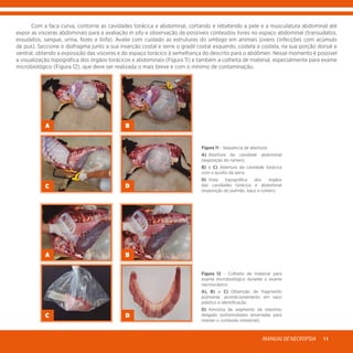 MANUALDENECROPSIA 11
A B
C D
	 Com a faca curva, contorne as cavidades torácica e abdominal, cortando e rebatendo a pele e a musculatura abdominal até
expor as vísceras abdominais para a avaliação in situ e observação de possíveis conteúdos livres no espaço abdominal (transudatos,
exsudatos, sangue, urina, fezes e linfa). Avalie com cuidado as estruturas do umbigo em animais jovens (infecções com acúmulo
de pus). Seccione o diafragma junto a sua inserção costal e serre o gradil costal esquerdo, costela a costela, na sua porção dorsal e
ventral, obtendo a exposição das vísceras e do espaço torácico à semelhança do descrito para o abdômen. Nesse momento é possível
a visualização topográfica dos órgãos torácicos e abdominais (Figura 11) e também a colheita de material, especialmente para exame
microbiológico (Figura 12), que deve ser realizada o mais breve e com o mínimo de contaminação.
Figura 11 - Sequência de abertura:
A)	 Abertura da cavidade abdominal
(exposição do rúmen).
B) e C) Abertura da cavidade torácica
com o auxílio da serra.
D)	 Vista topográfica dos órgãos
das cavidades torácica e abdominal
(exposição do pulmão, baço e rúmen).
A B
C D
Figura 12 - Colheita de material para
exame microbiológico durante o exame
necroscópico:
A), B) e C) Obtenção de fragmento
pulmonar, acondicionamento em saco
plástico e identificação.
D) Amostra de segmento de intestino
delgado (extremidades amarradas para
manter o conteúdo intestinal).
 